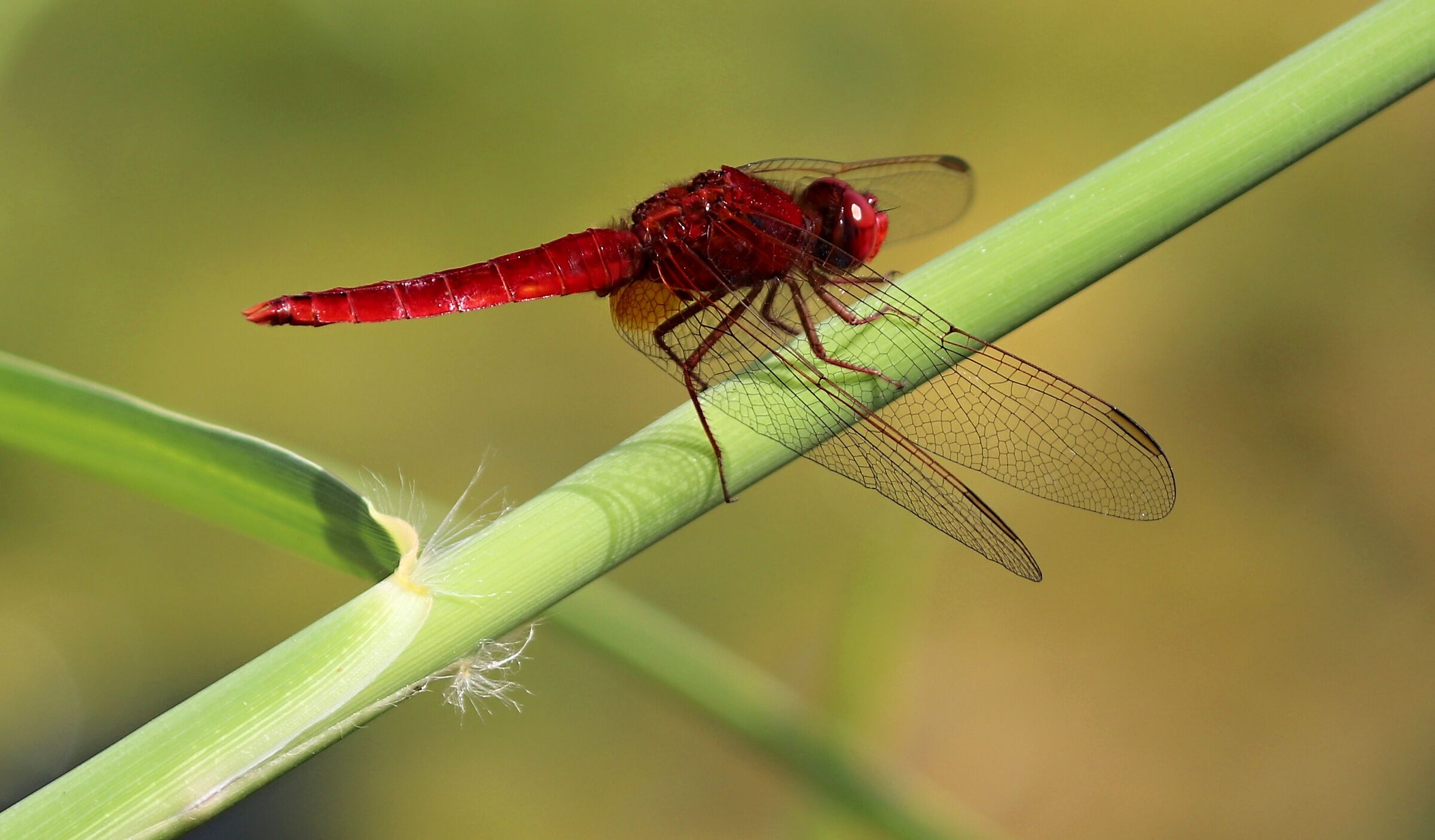 Red dragonfly