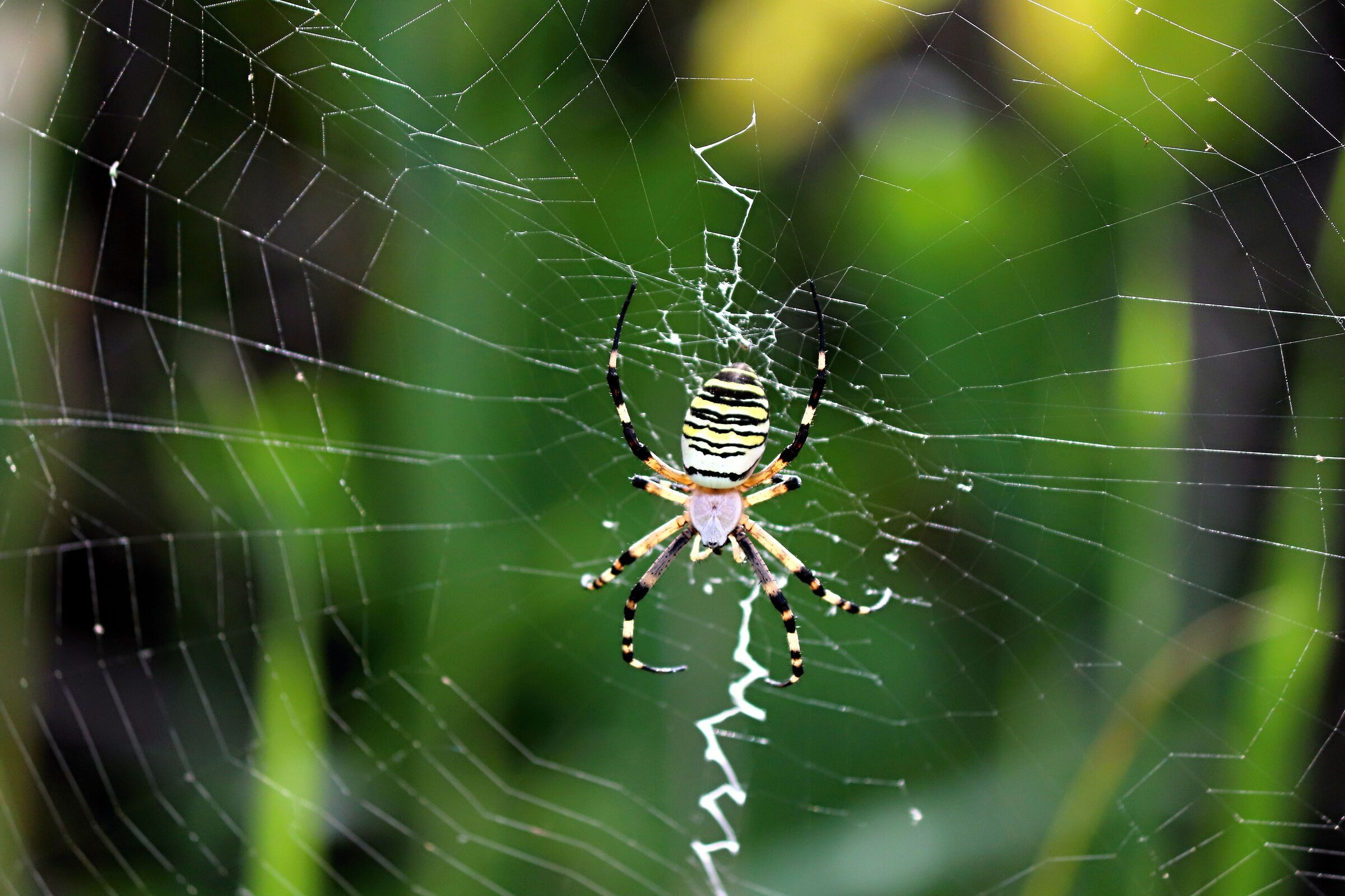 Wasp spider