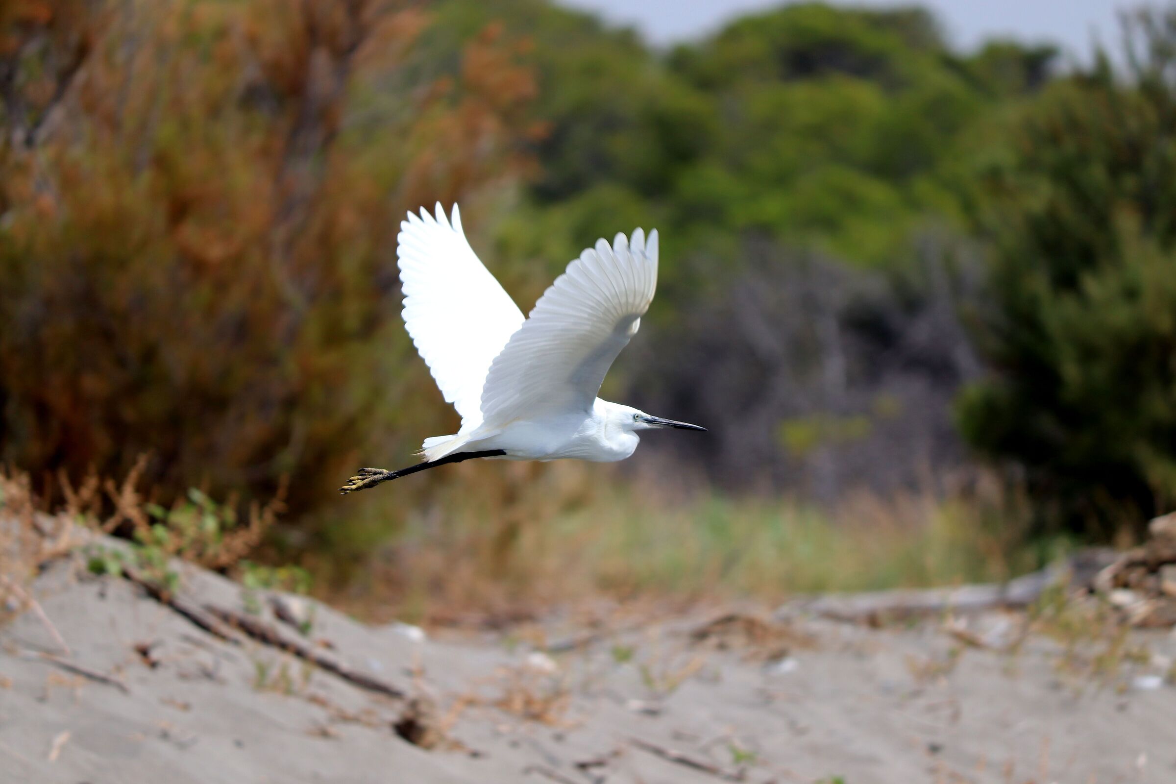 Heron in flight