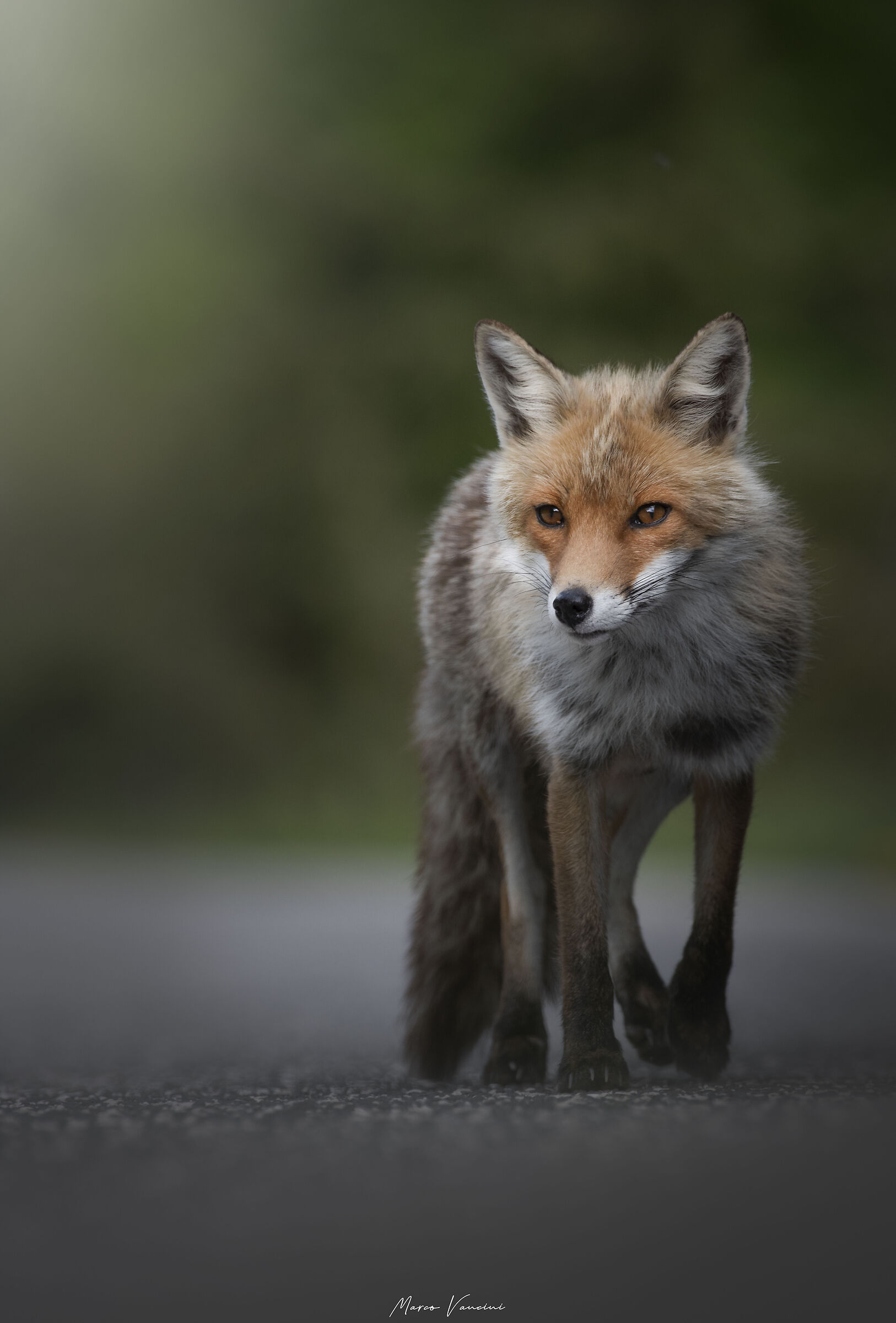 La volpe on the road