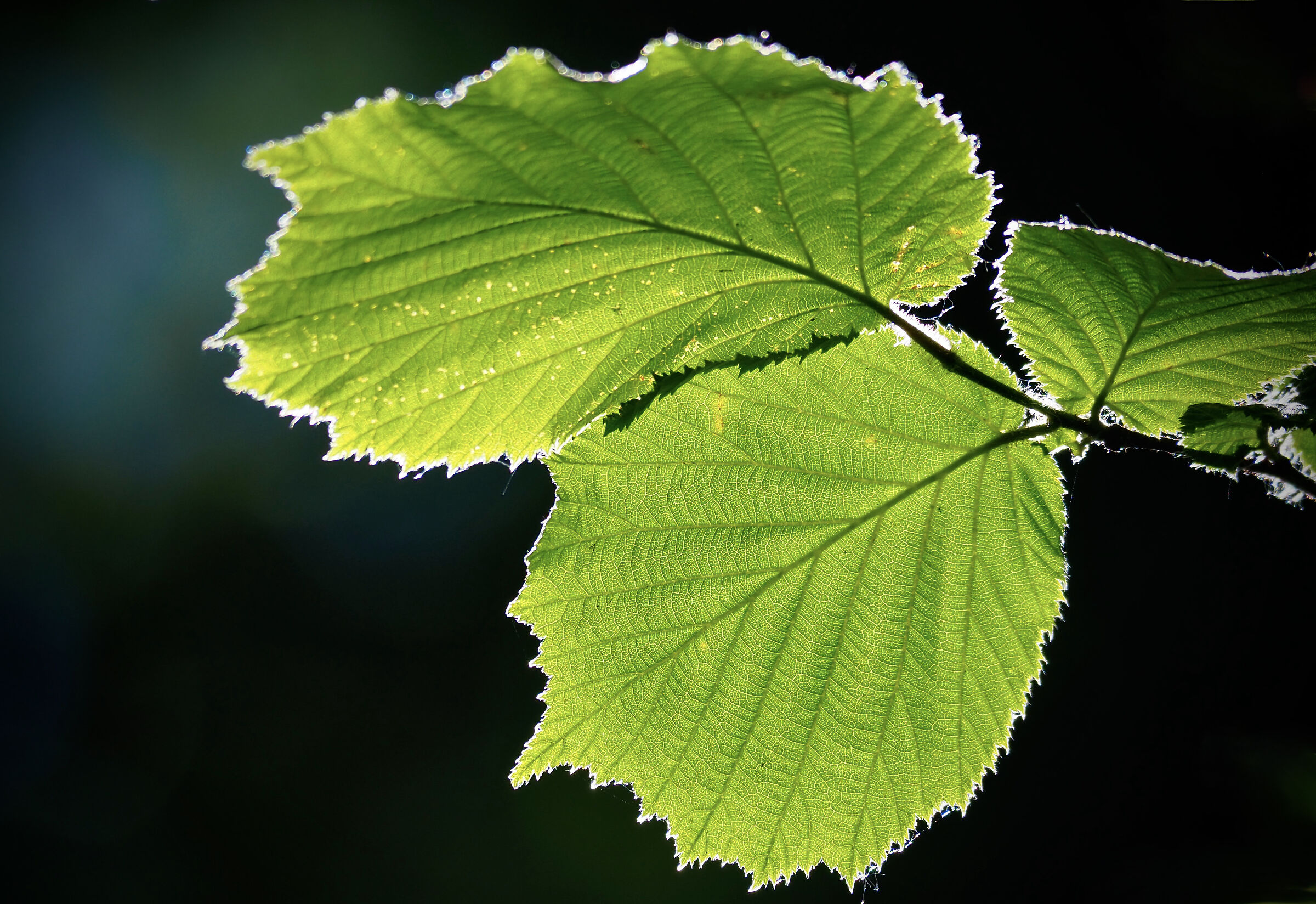 Il sole nella natura