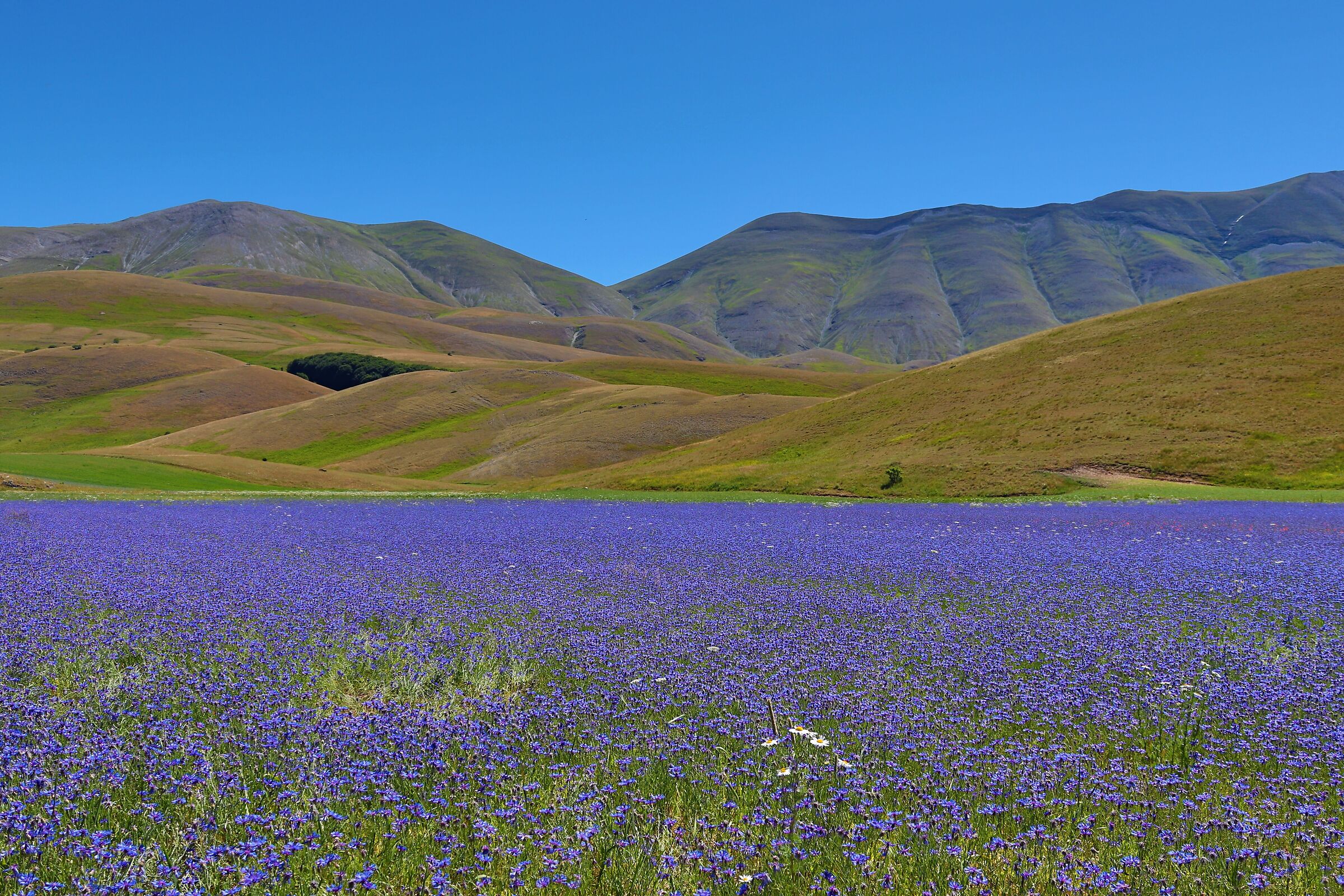 Flowering of Castelluccio di Norcia - Umbria