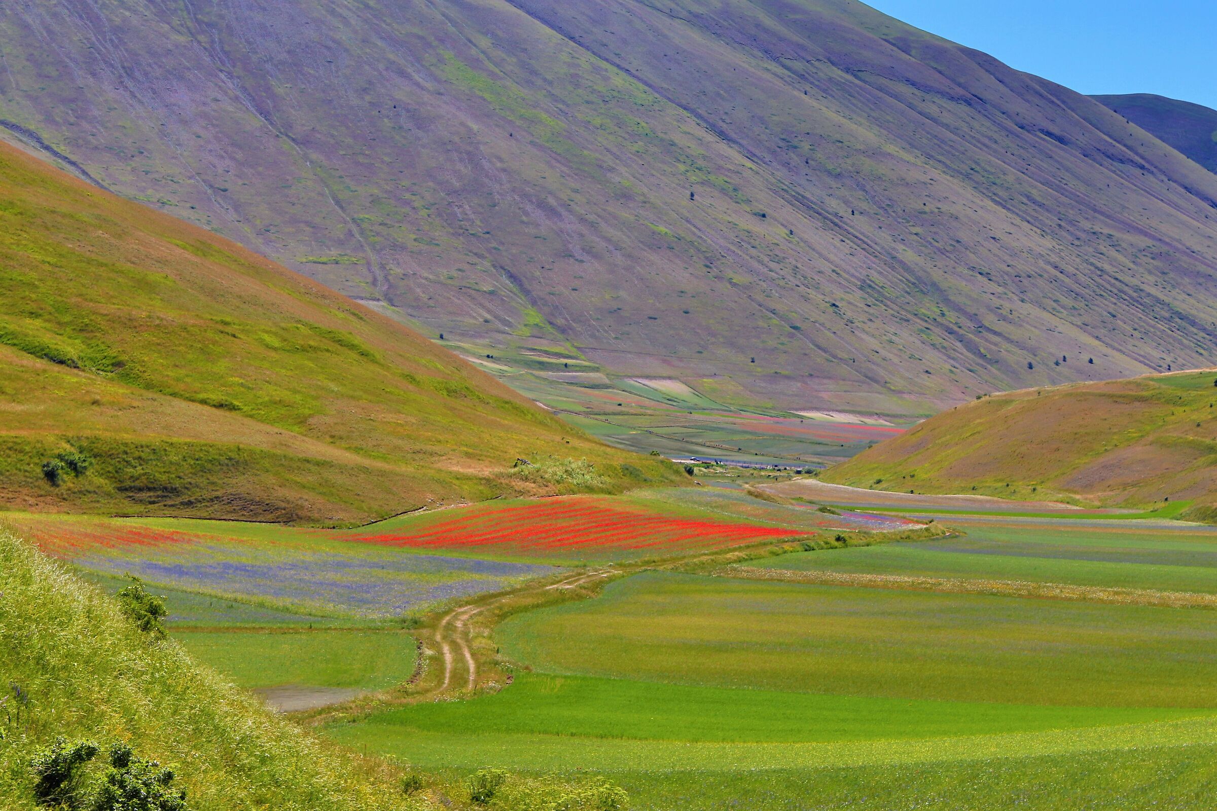 Flowering of Castelluccio di Norcia - Umbria