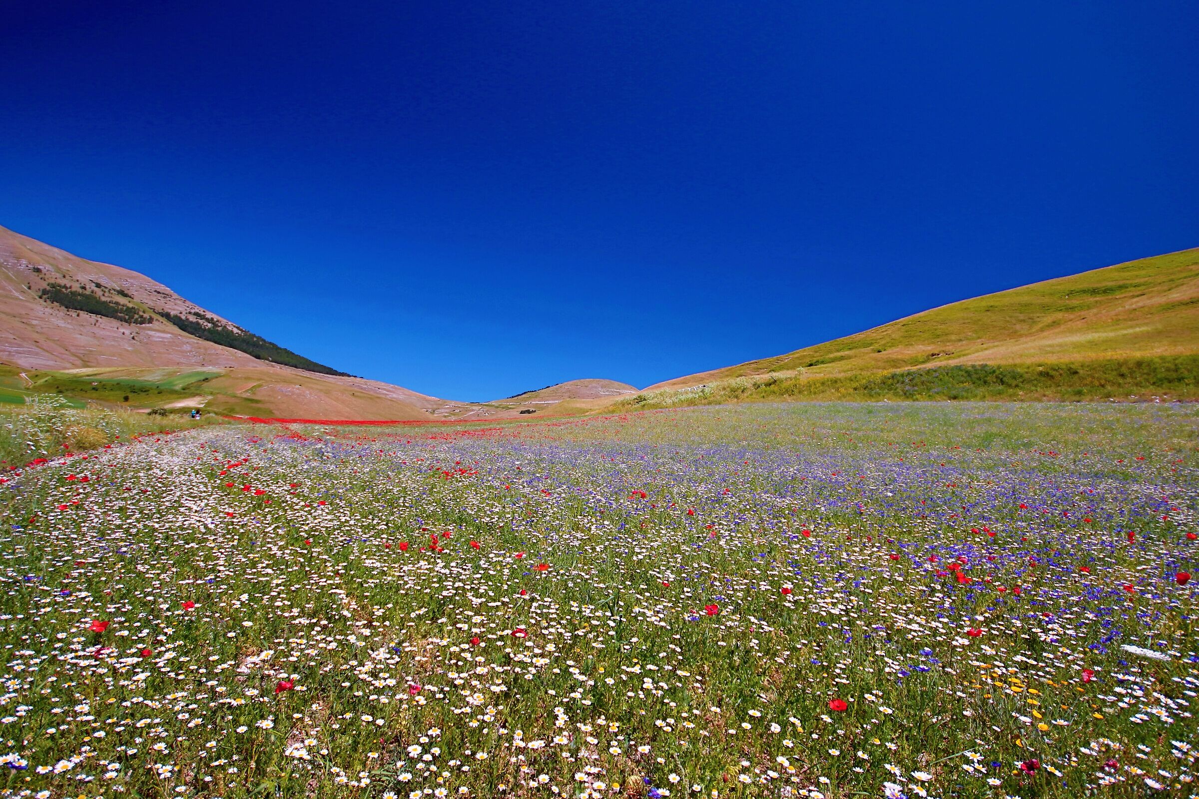 Fioritura annuale di Castelluccio di Norcia