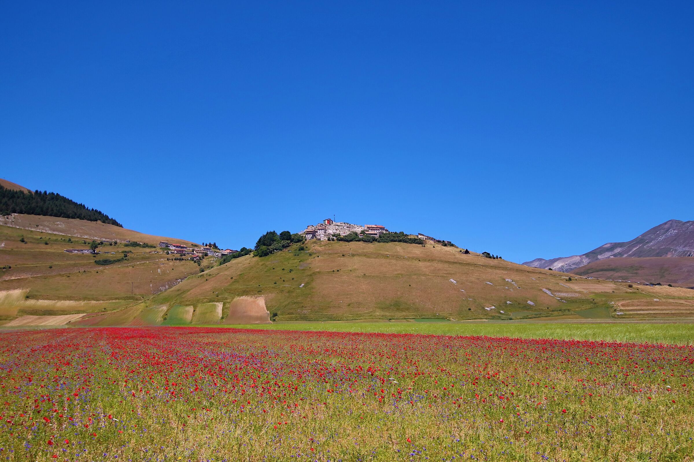 Fioritura annuale di Castelluccio di Norcia