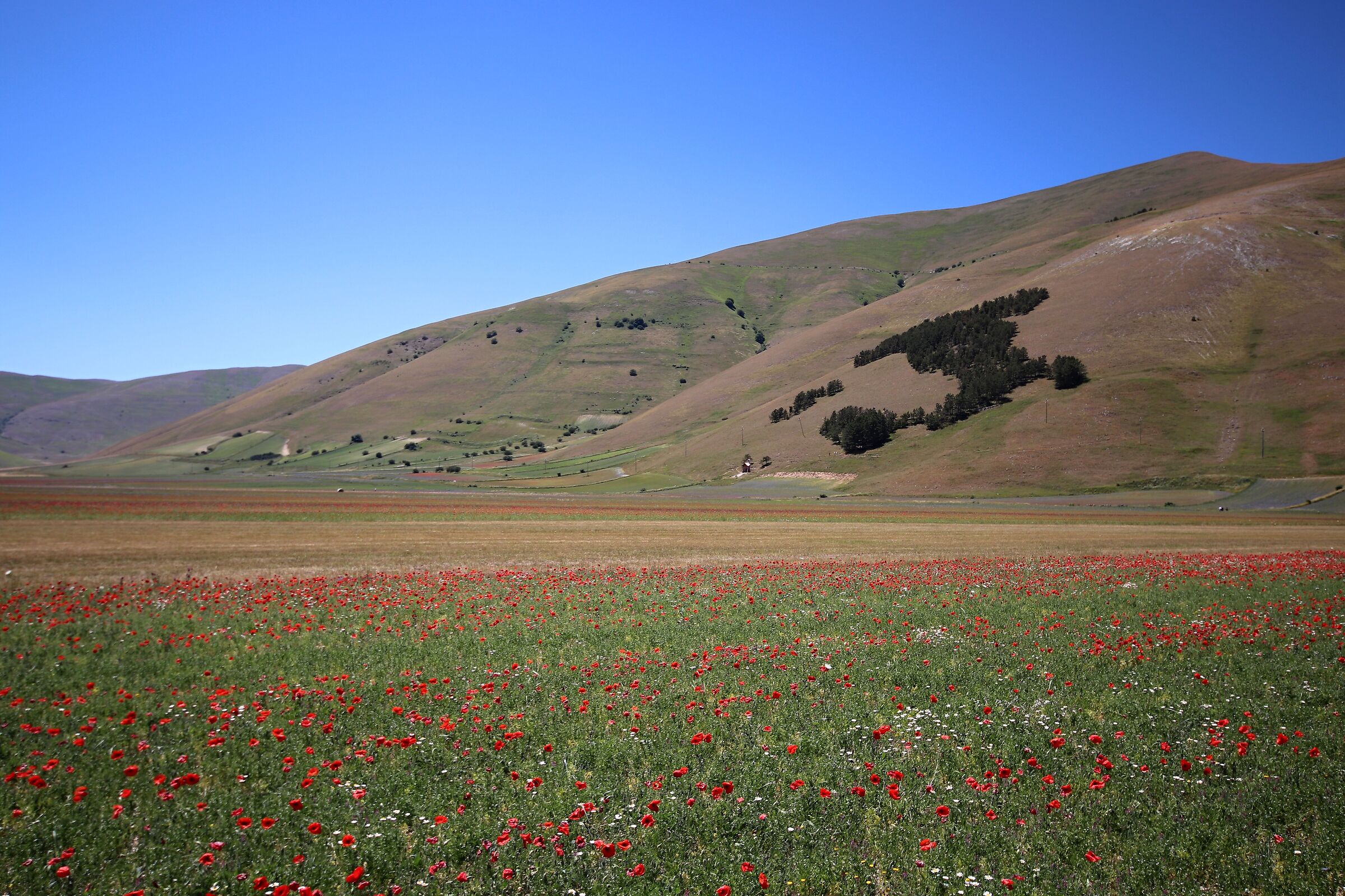 Fioritura annuale di Castelluccio di Norcia