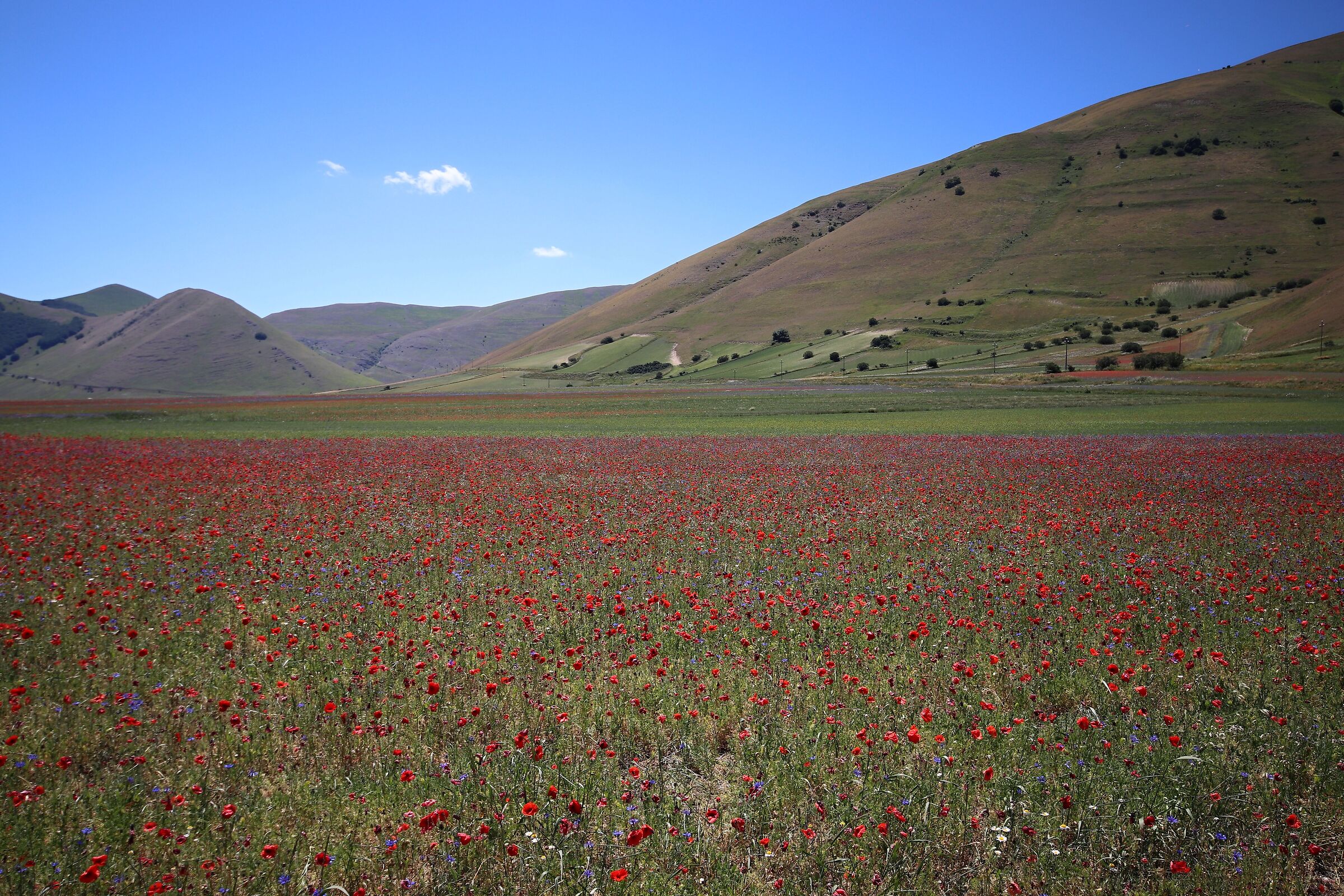 Fioritura annuale di Castelluccio di Norcia