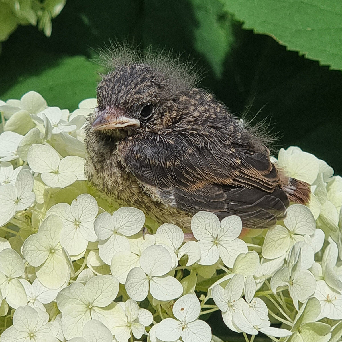redstart on the first flight