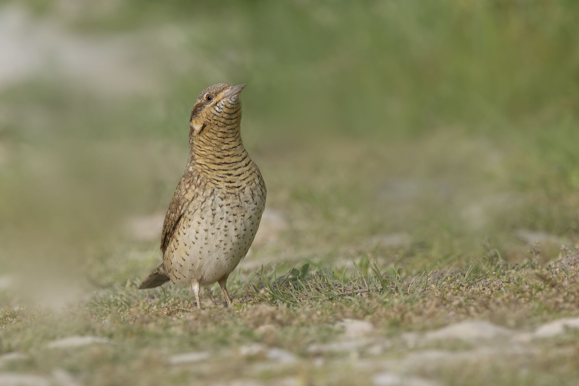 Torcicollo - (Jynx torquilla)