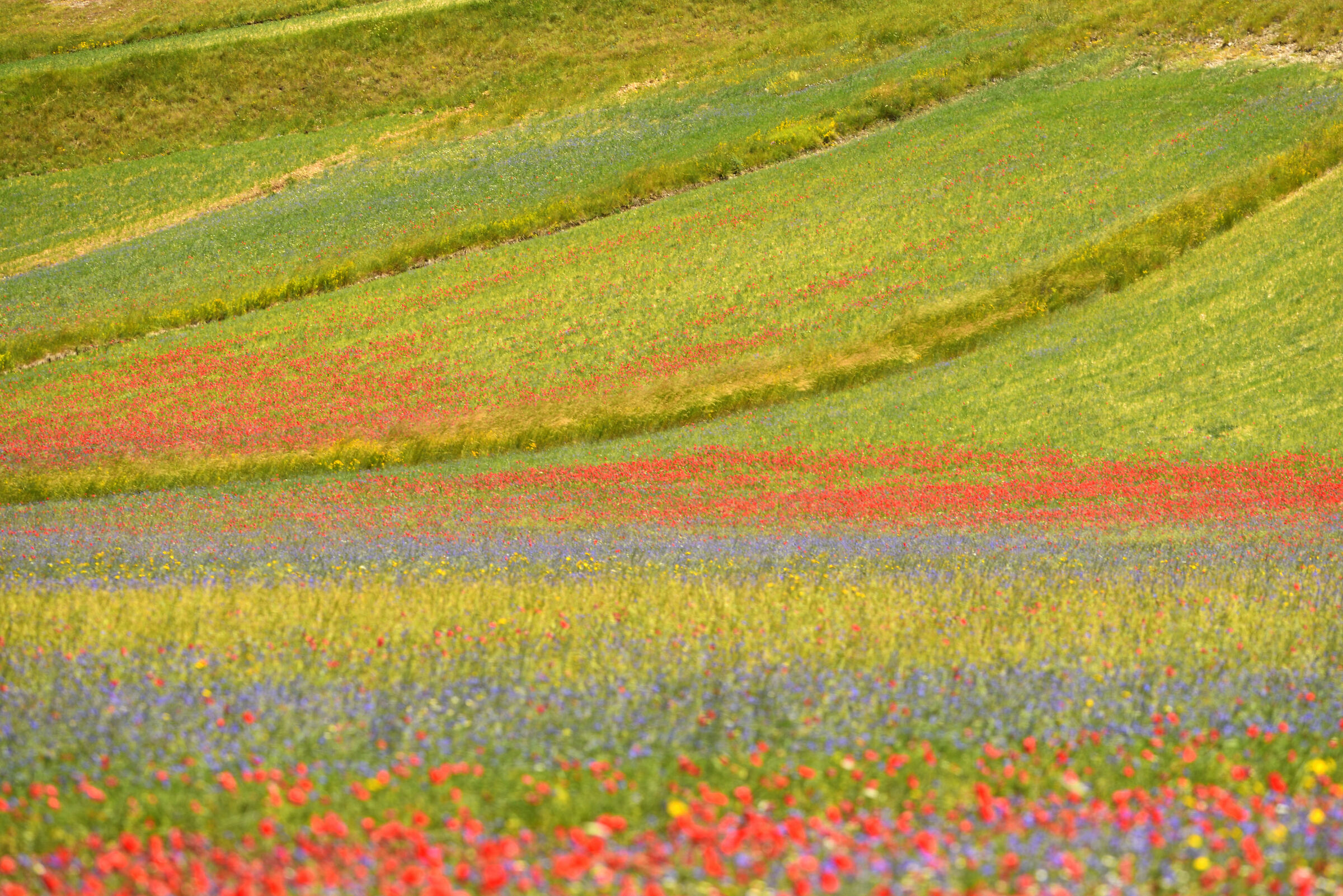 Fioritura 2021 castelluccio di norcia