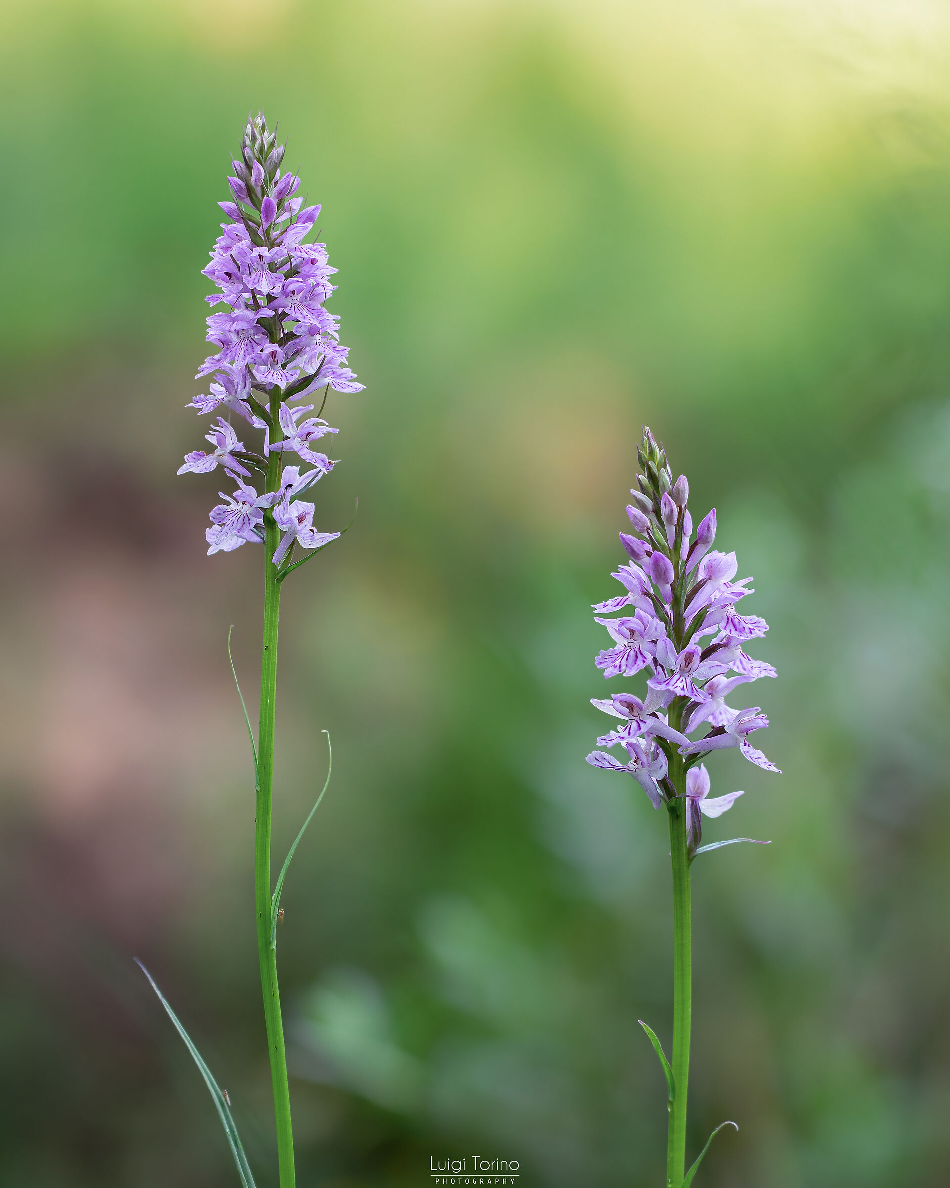 Dactylorhiza saccifera 1
