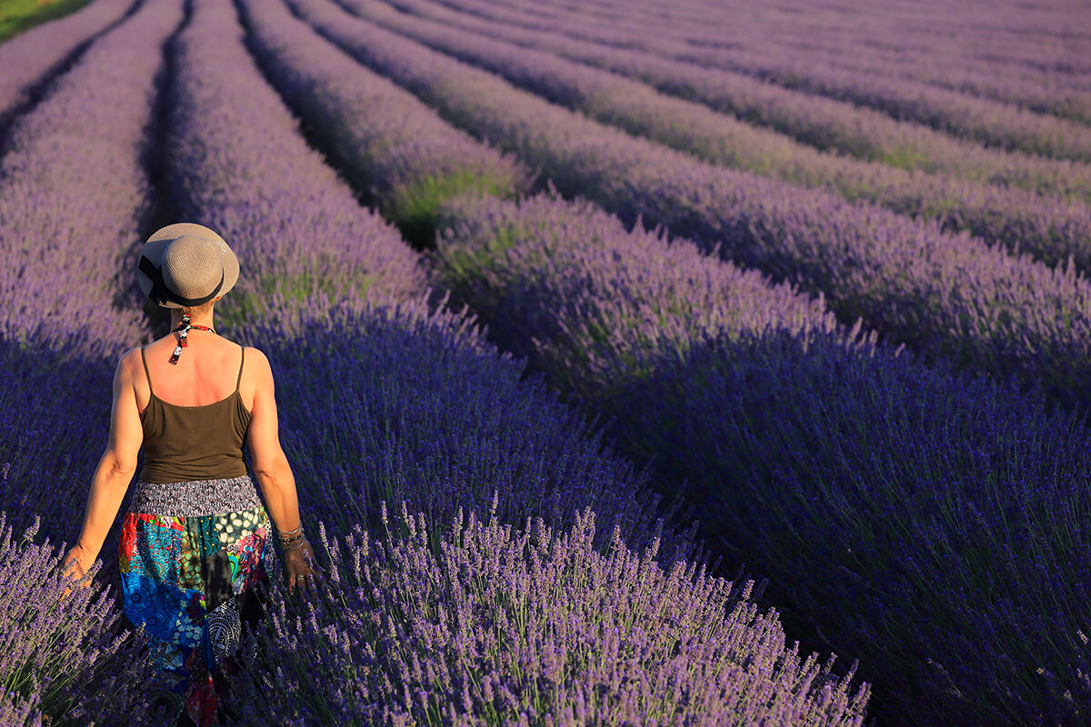 Lavender of the deita.