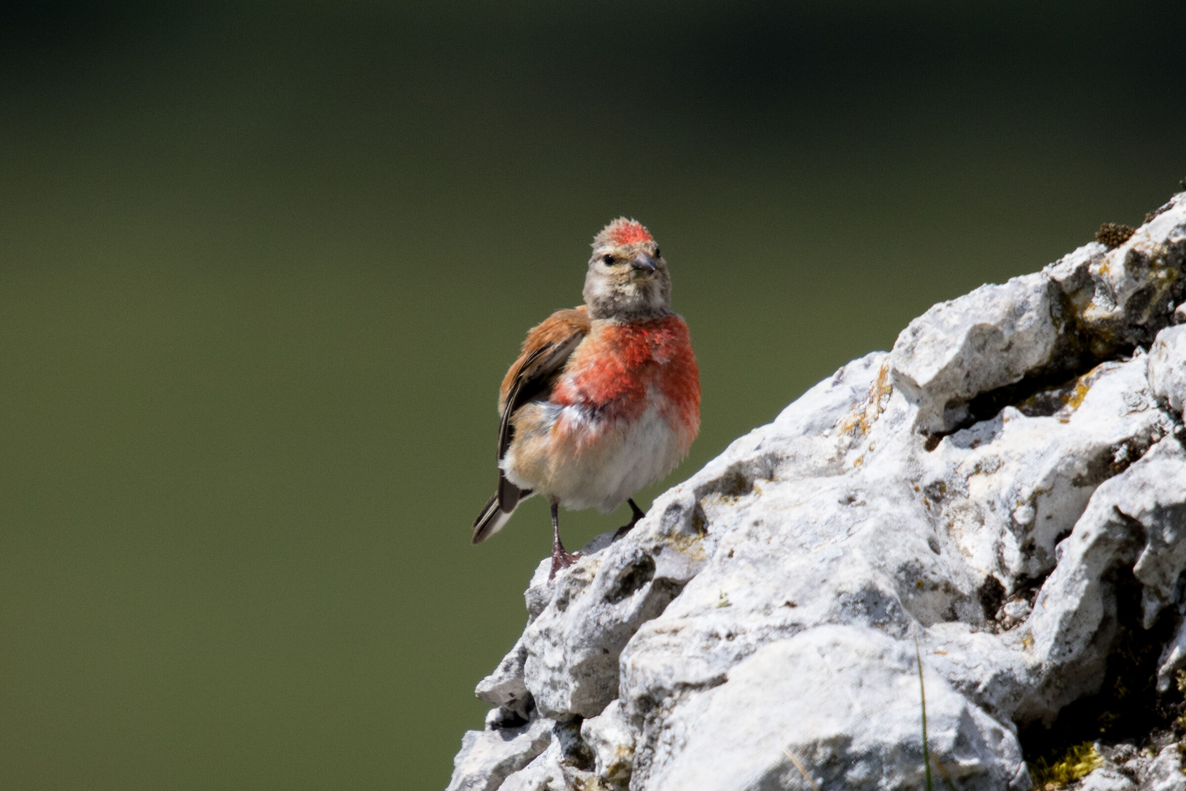 linnet
