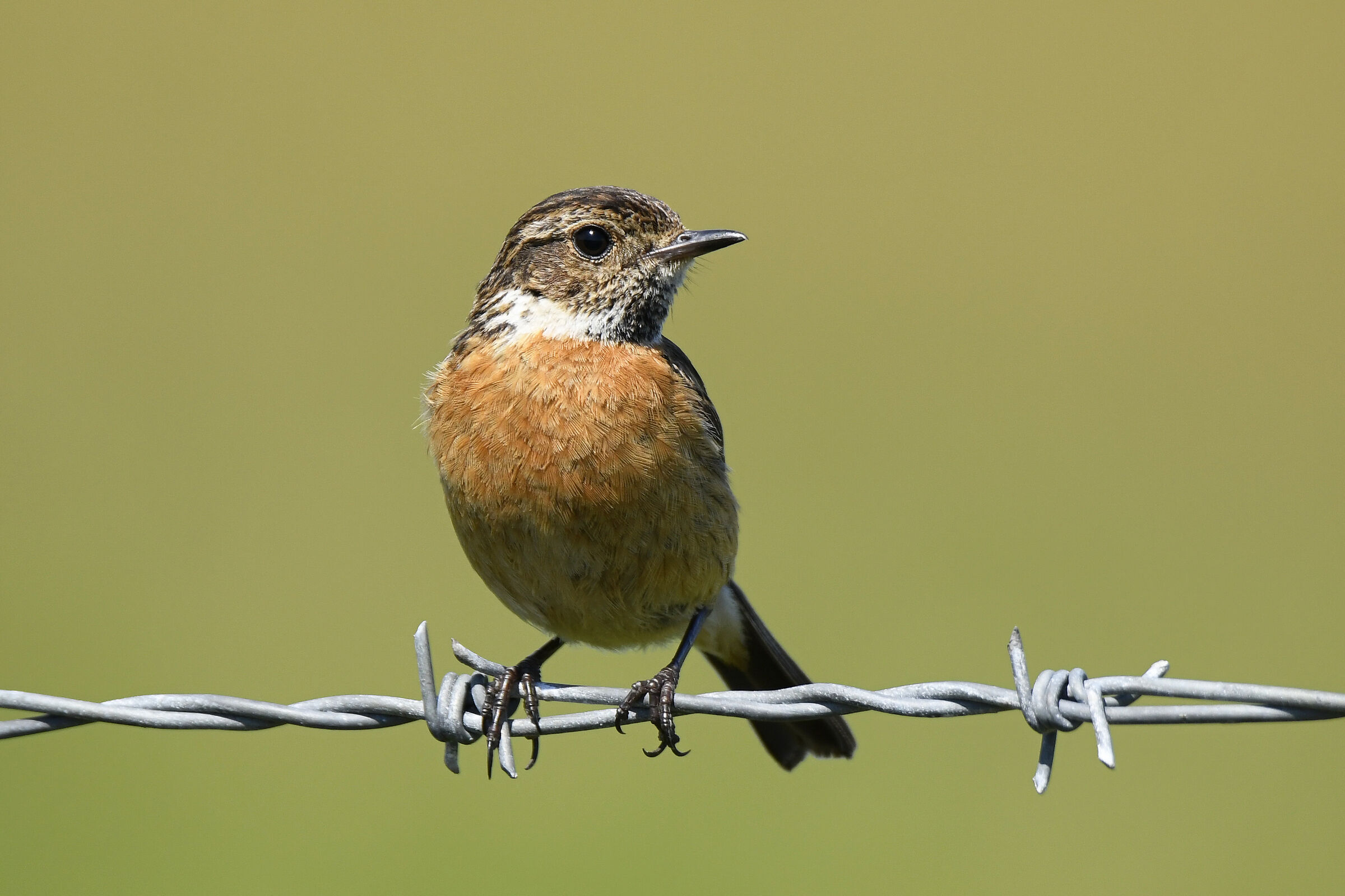 Saltimpalo (Stonechat)