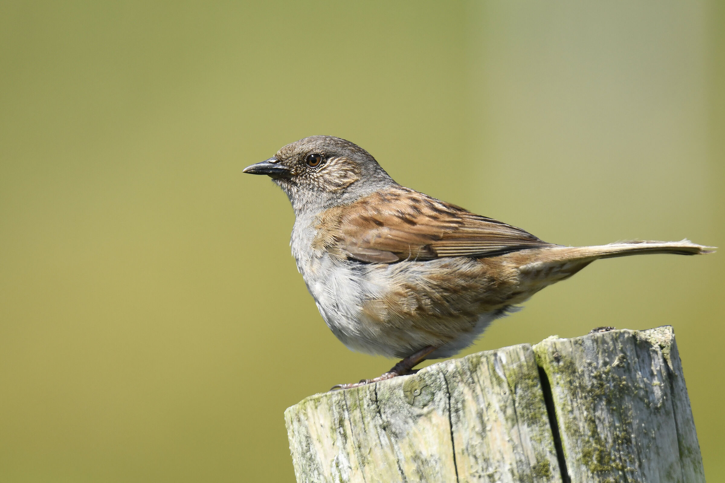 Passera scopaiola (Dunnock)