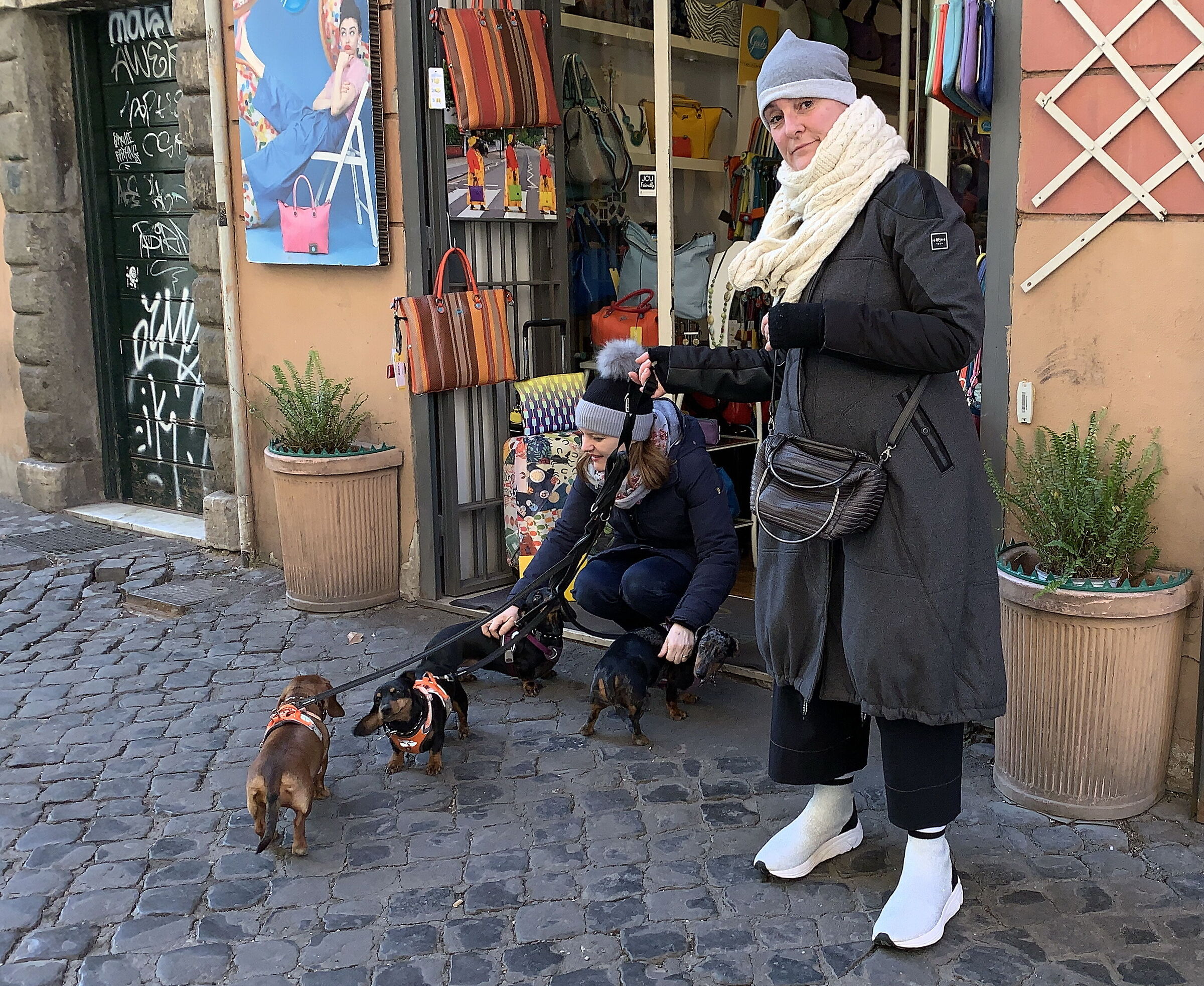 The dachshund band walking