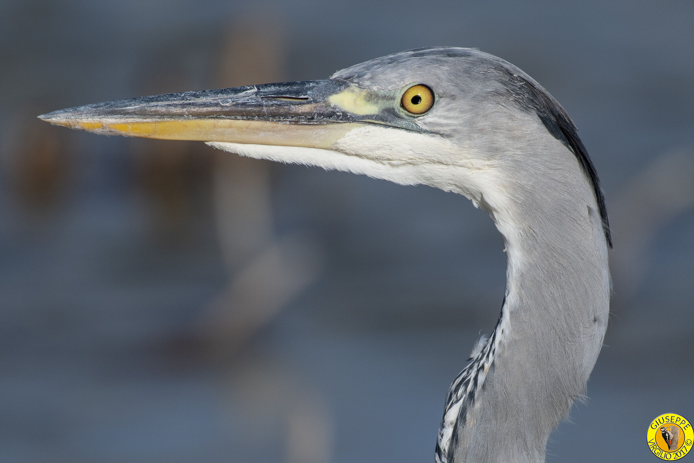 Airone Cenerino (Sardegna 2017)