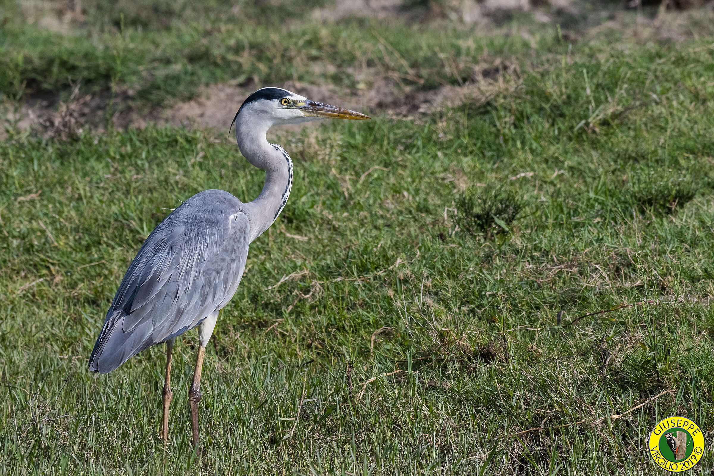 Airone Cenerino (Sardegna 2019)