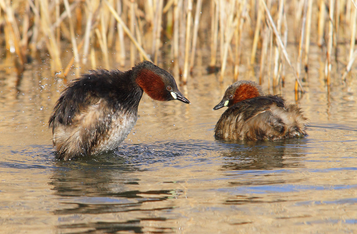 grebes