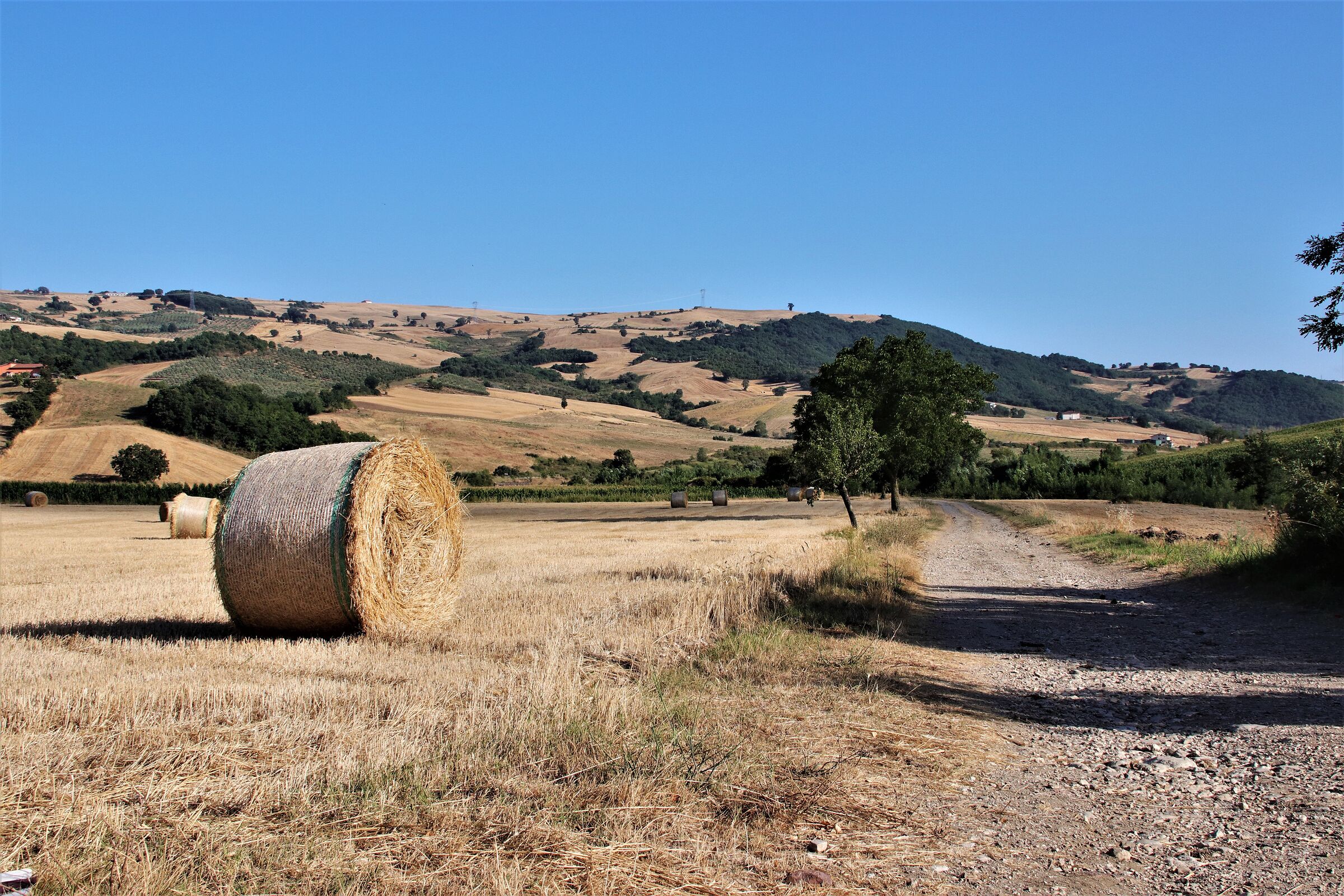 campagna sannita con "girelle"