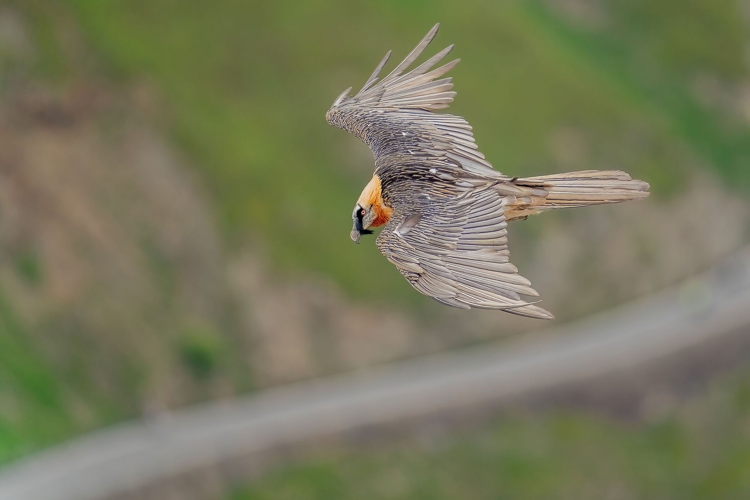 Bearded vulture (Gypaetus barbatus)