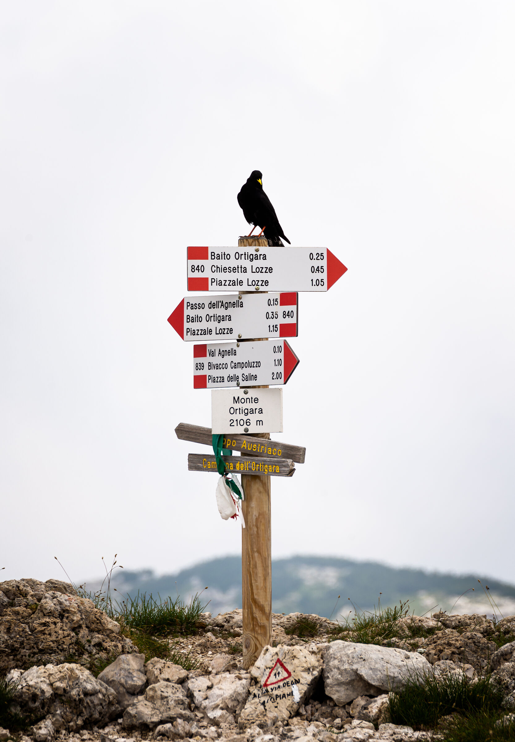 Gracchio all'Ortigara