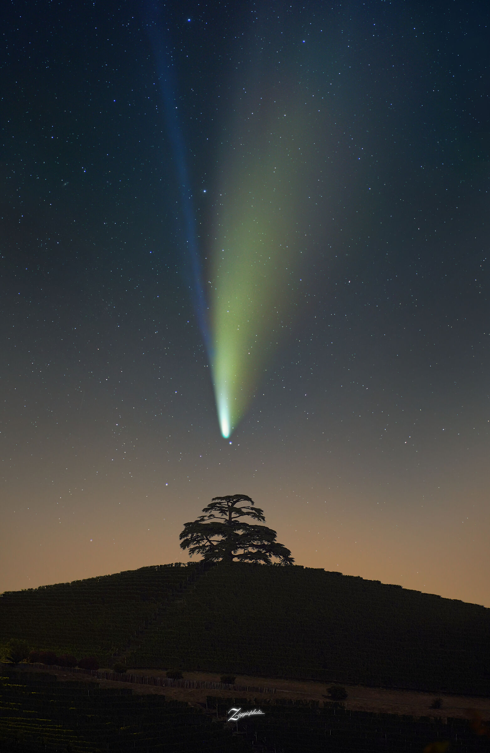 La Cometa Neowise sul Cedro del Libano