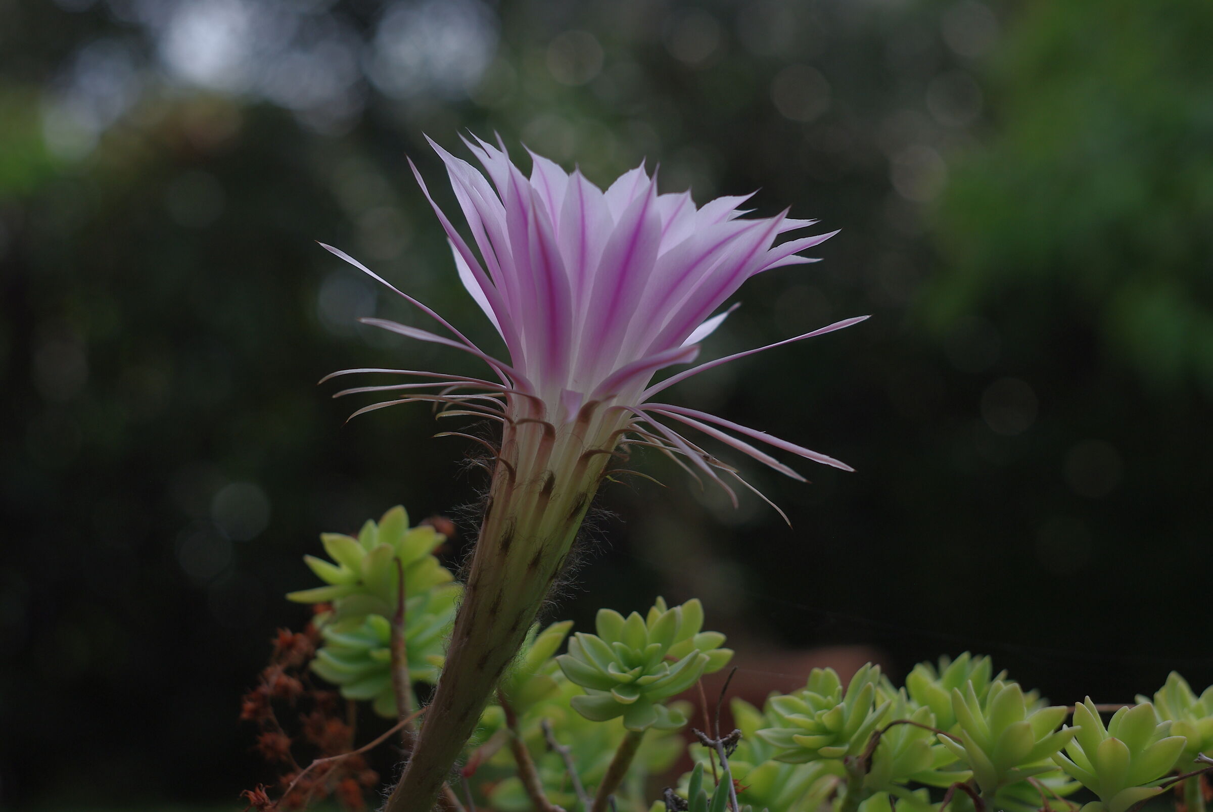 cactus flower