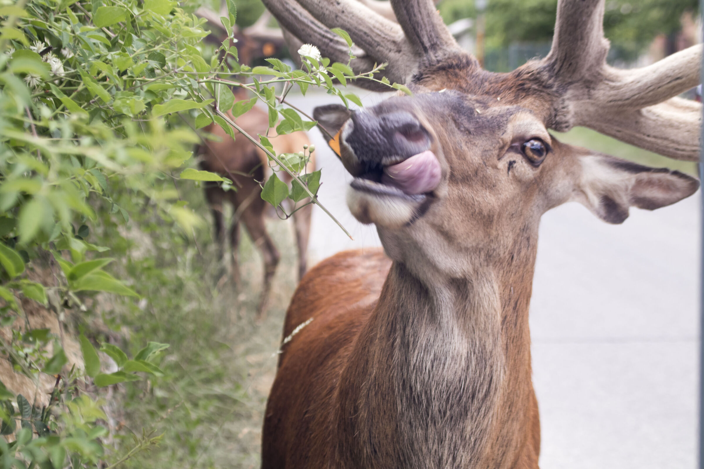 Abruzzo deers 2
