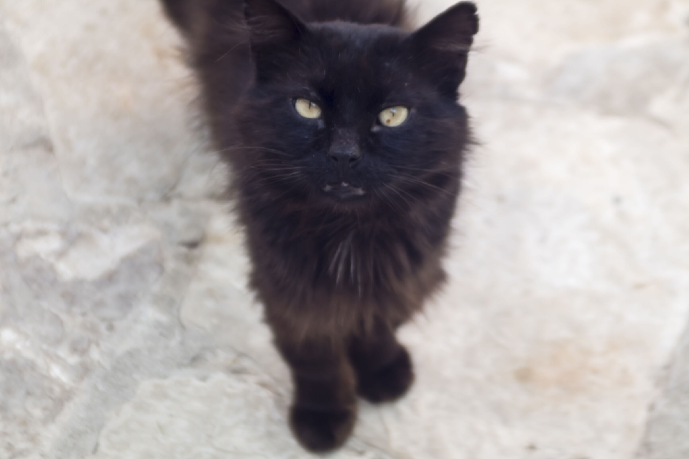 cat 1