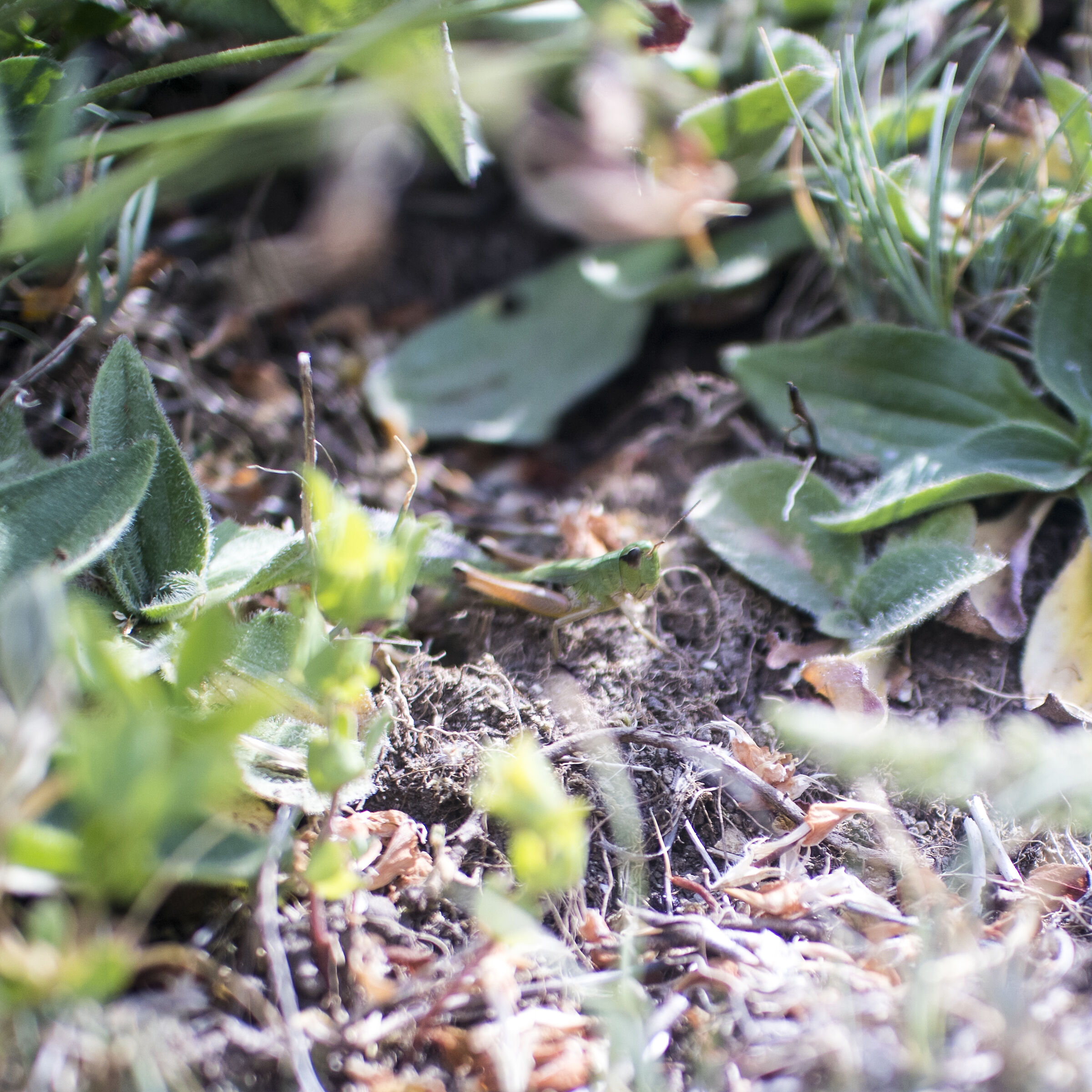 grasshopper