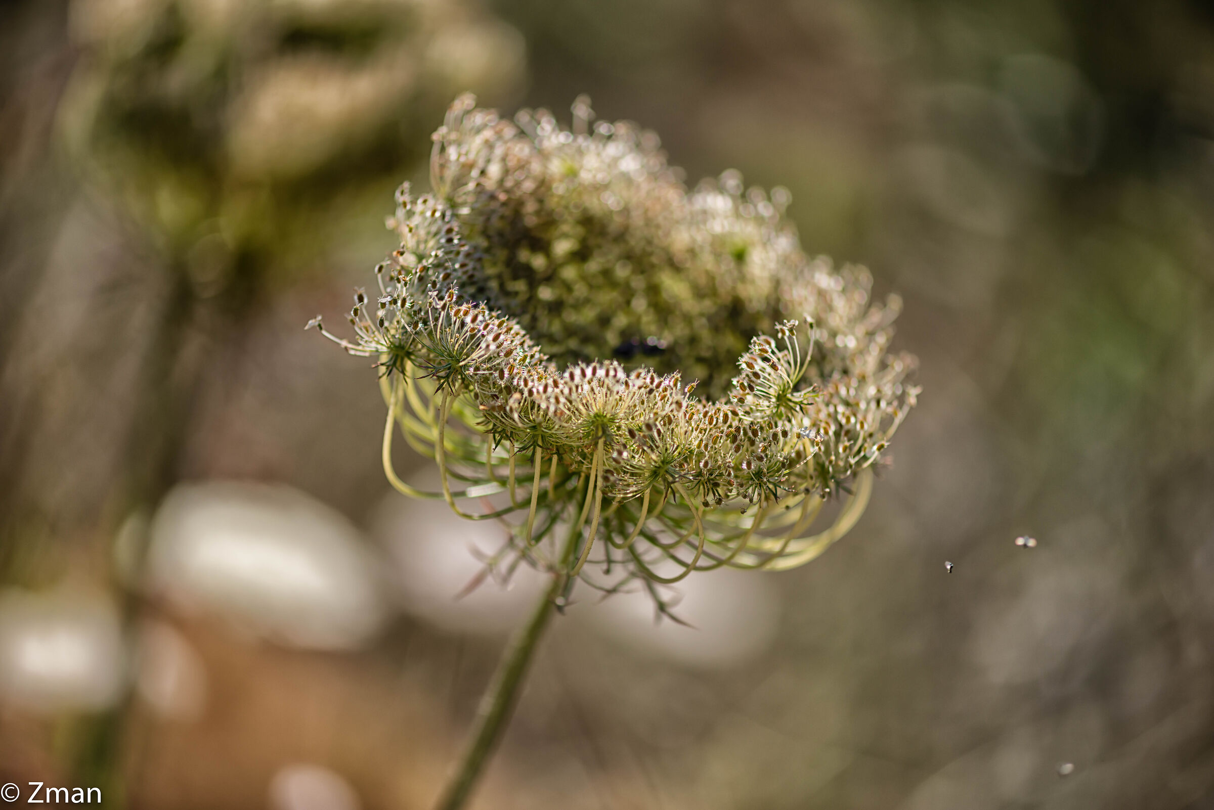 Selvaggio e selvaggio