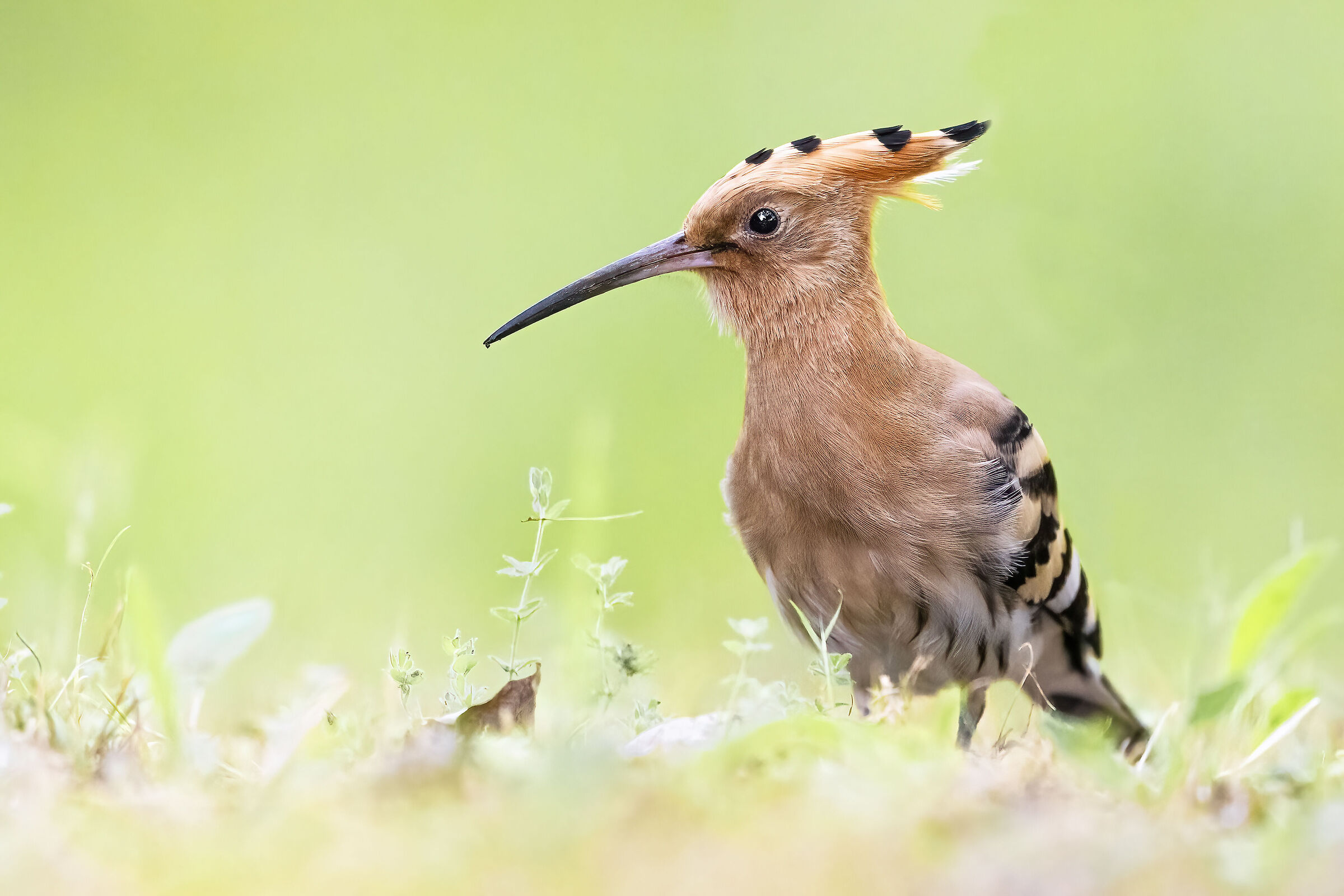 hoopoe