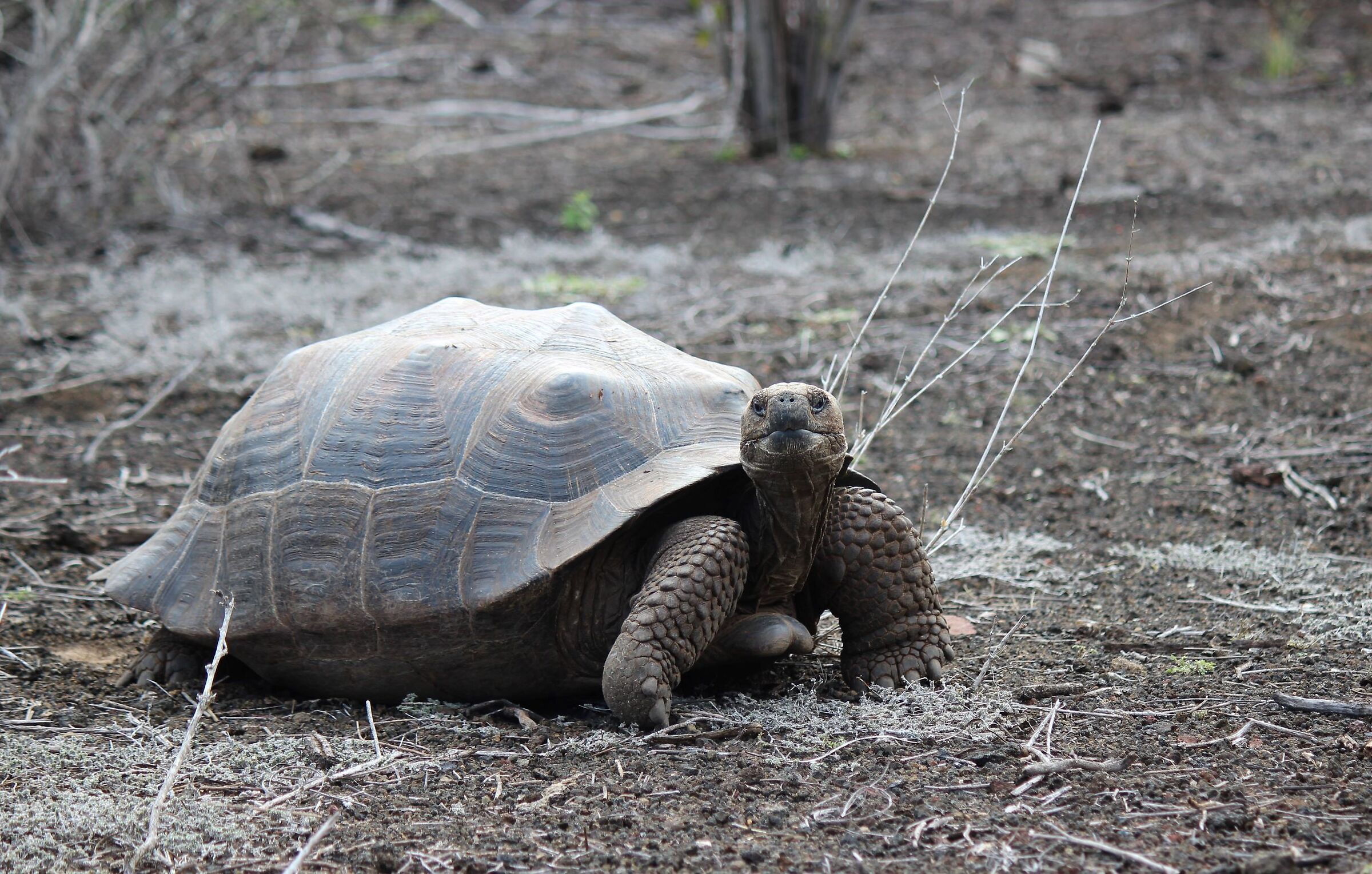 Centenarie custodi dei segreti delle isole di Darwin