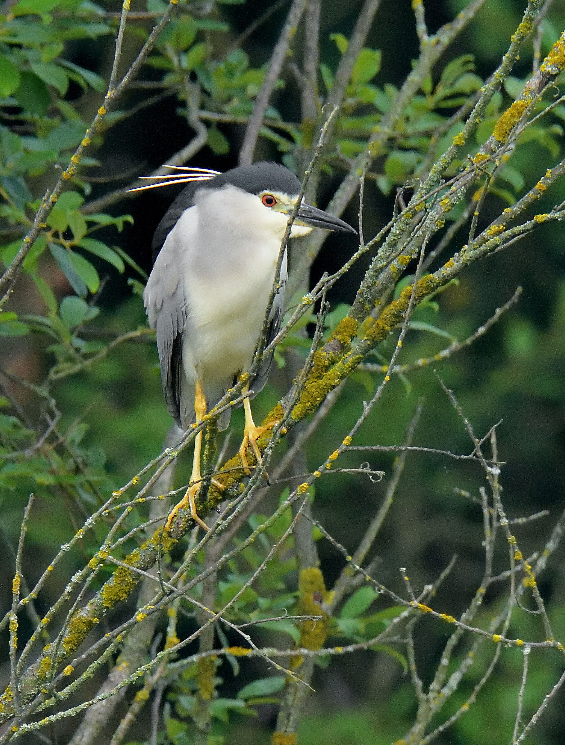 seconda nitticora dopo la pulizia del piumaggio