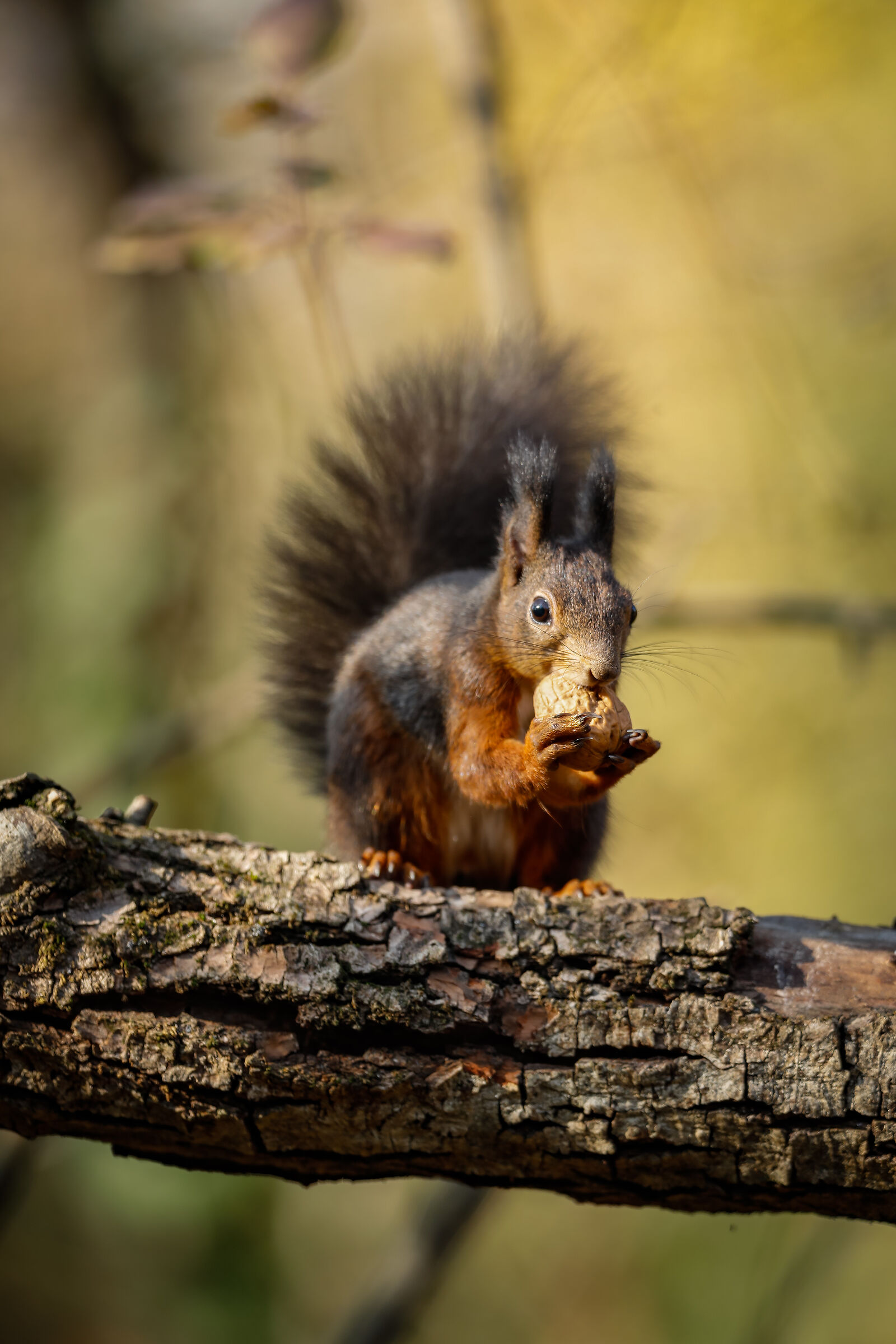 Mangio e poso - Eat and lay