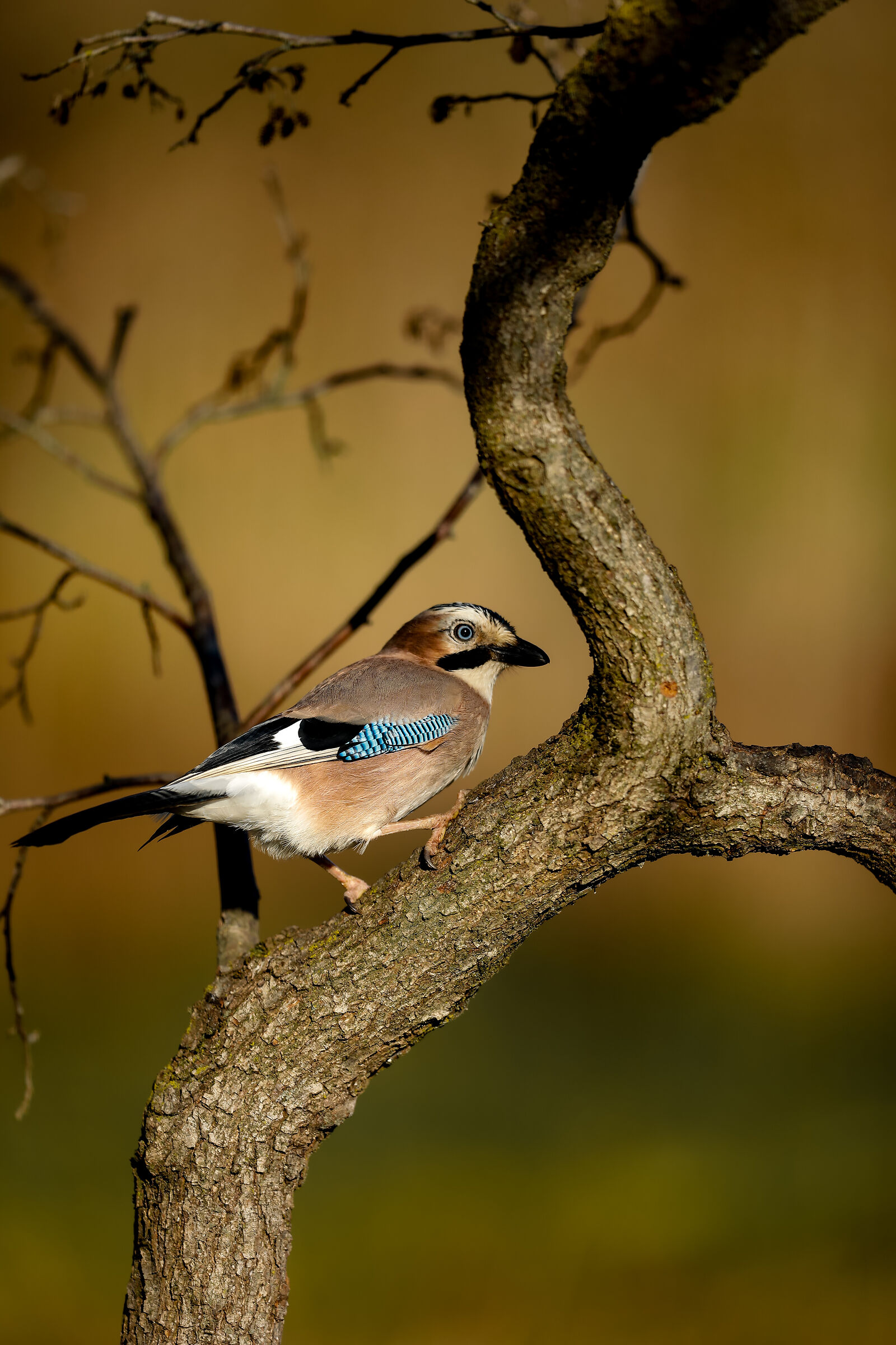 Nella cornice - In the frame