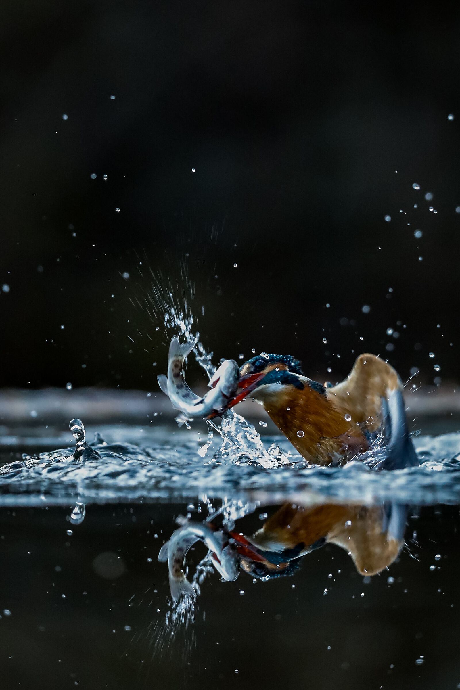 La cattura - The capture