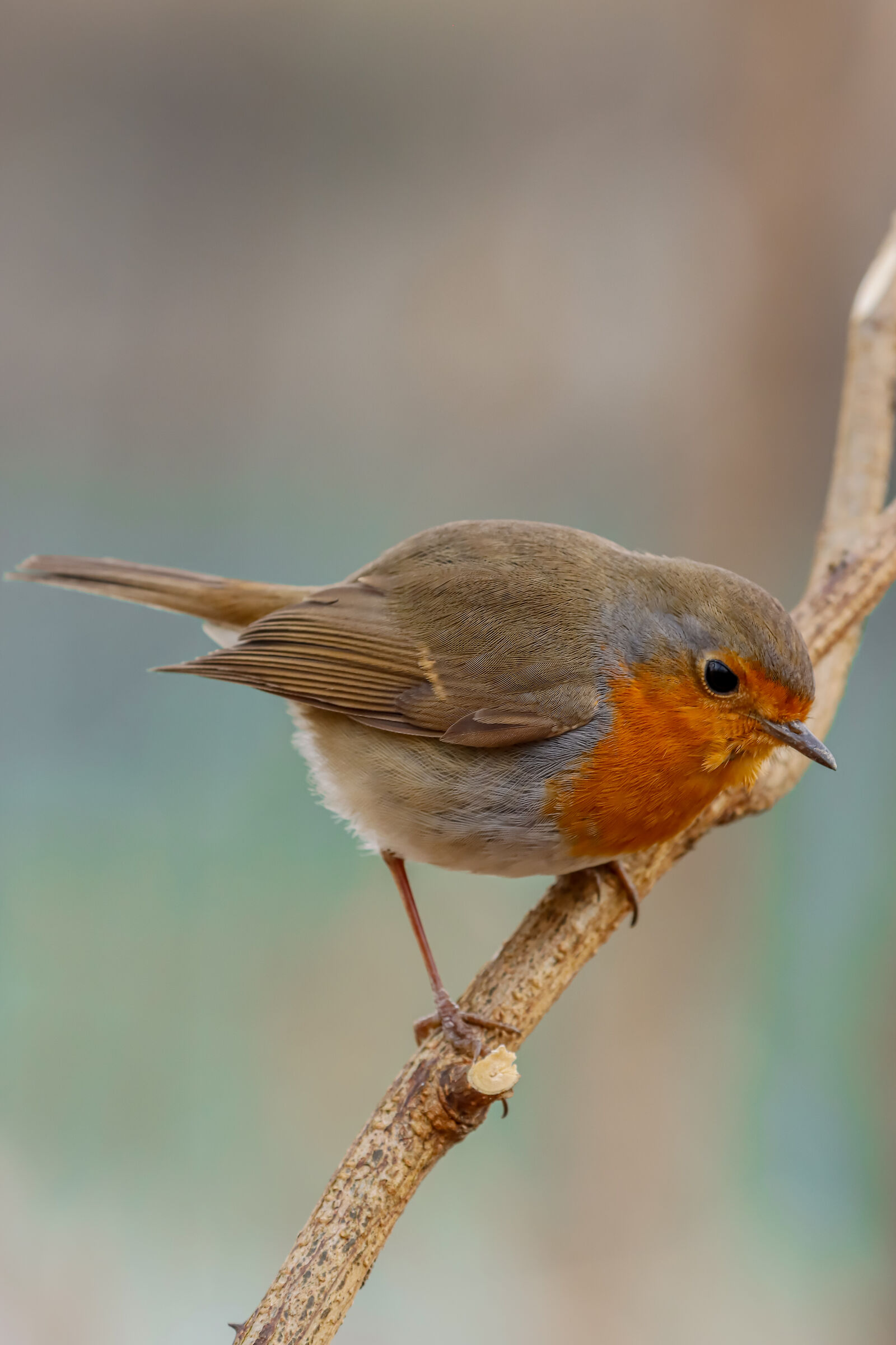 Senza eccessi - No excess