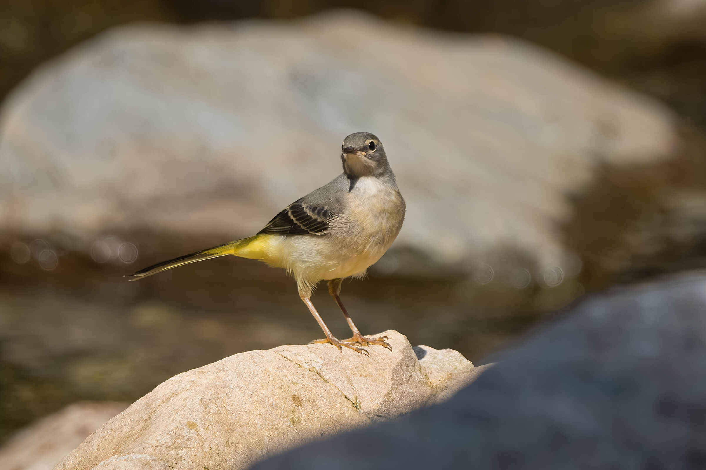 grey wagtail