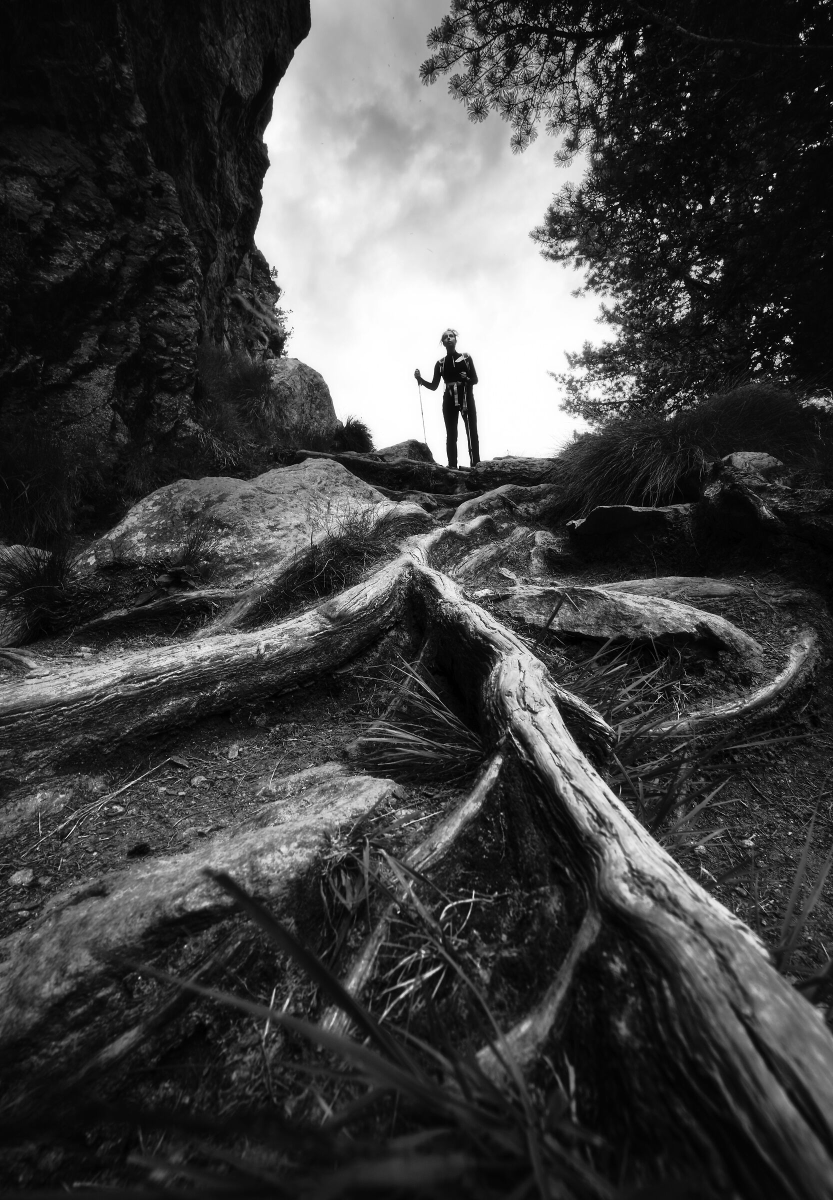 Ortles, living forest.