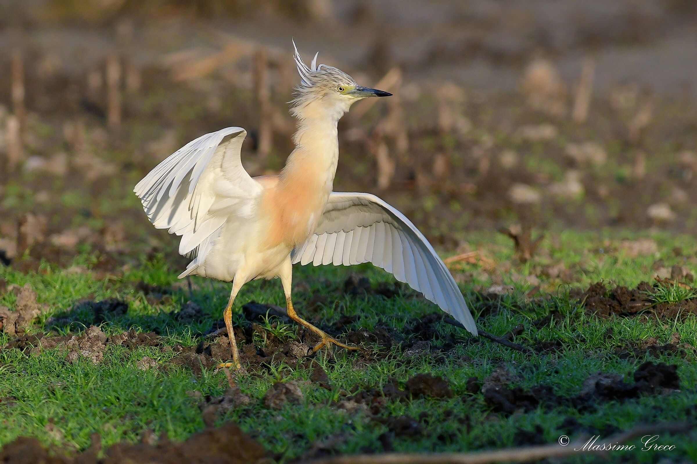 Il balletto della Sgarza ciuffetto