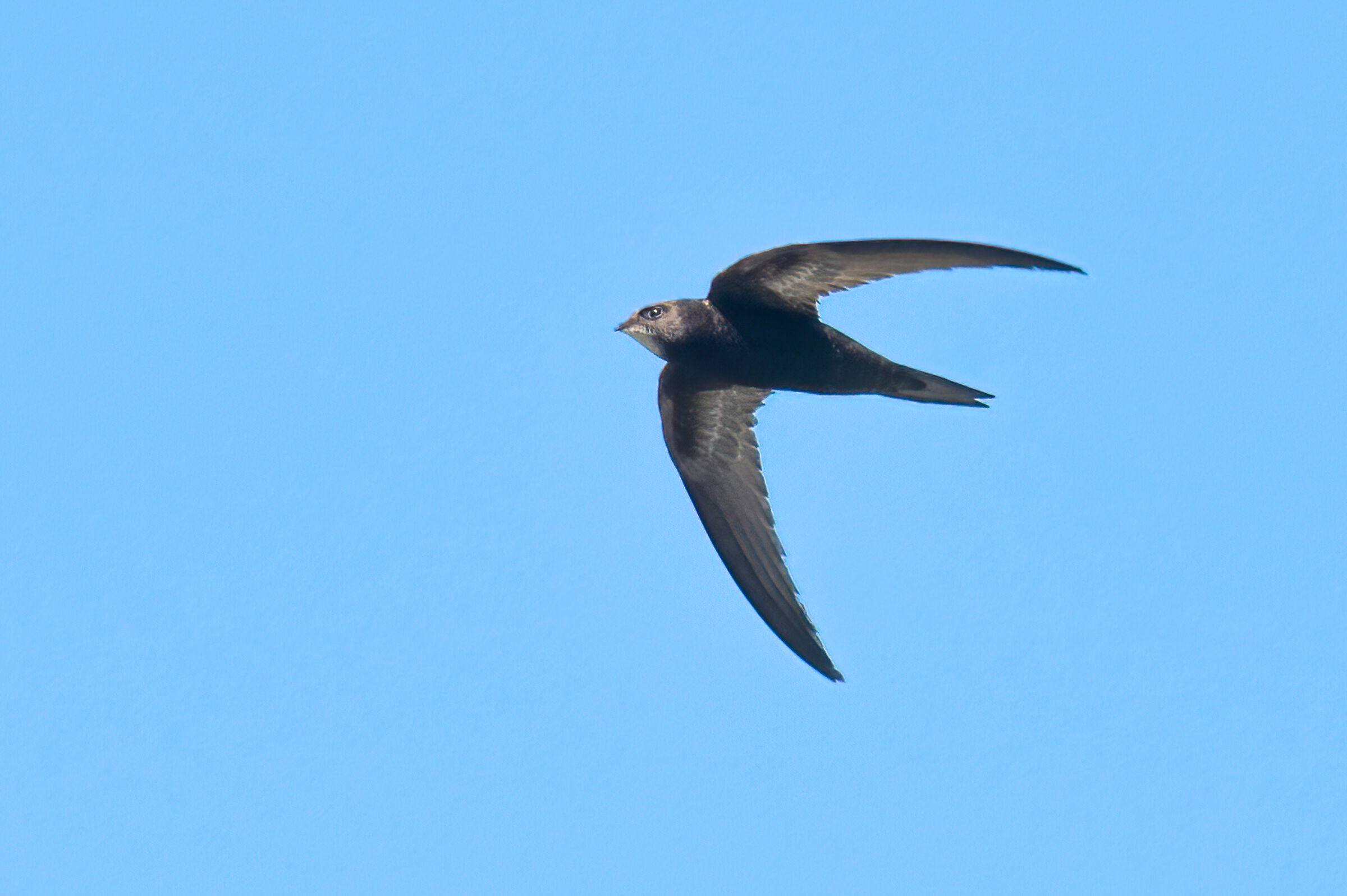 Common swift