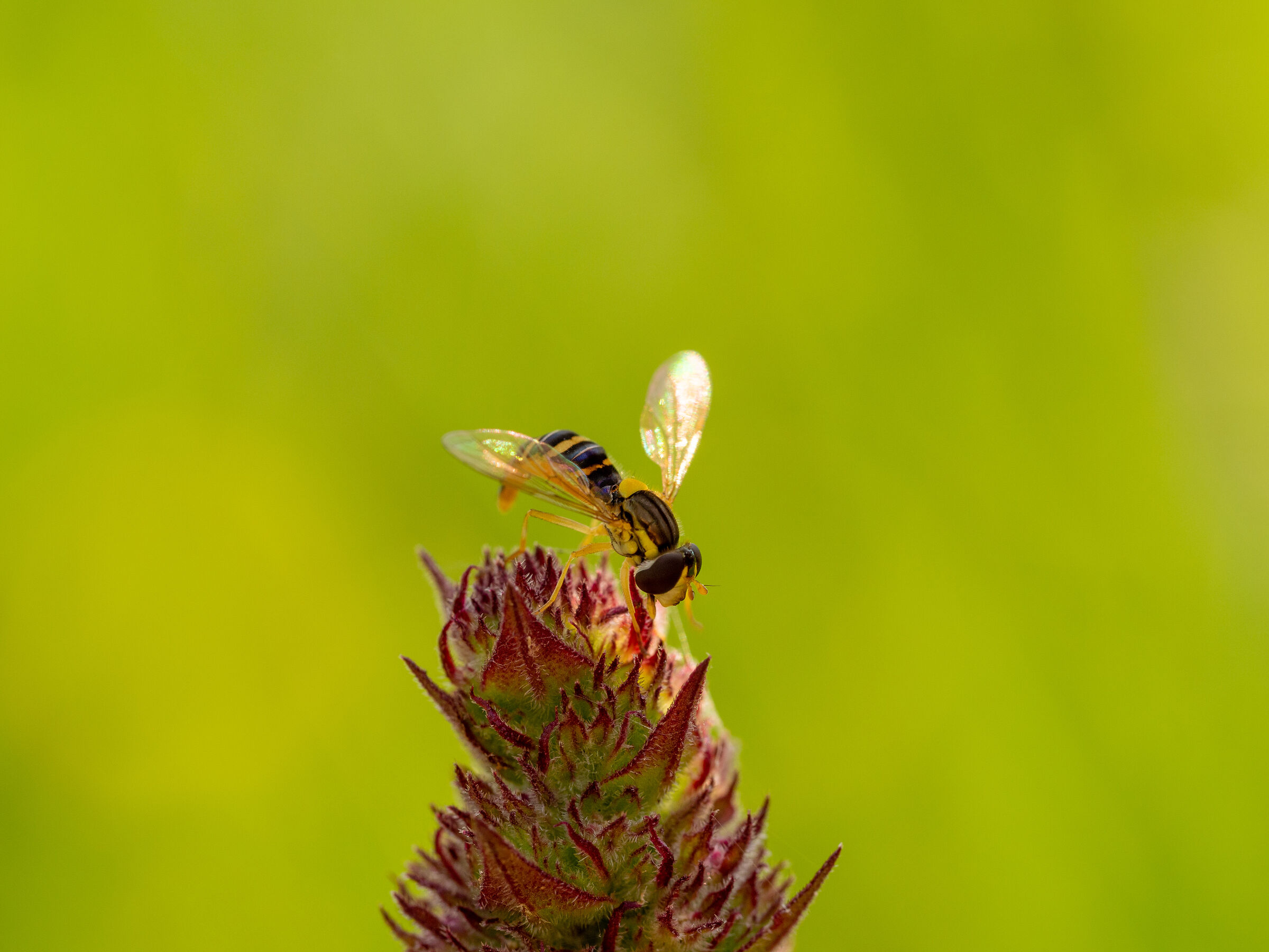 Apetta of the London Wetlands
