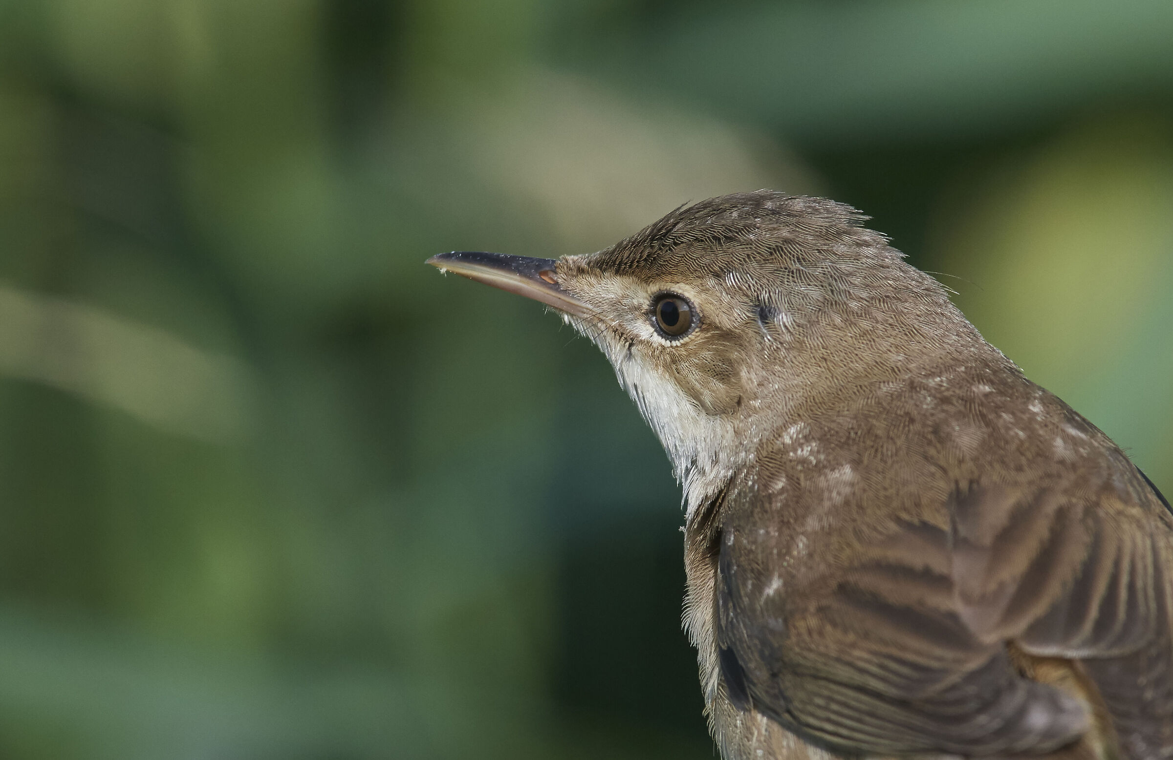 Reed Warbler