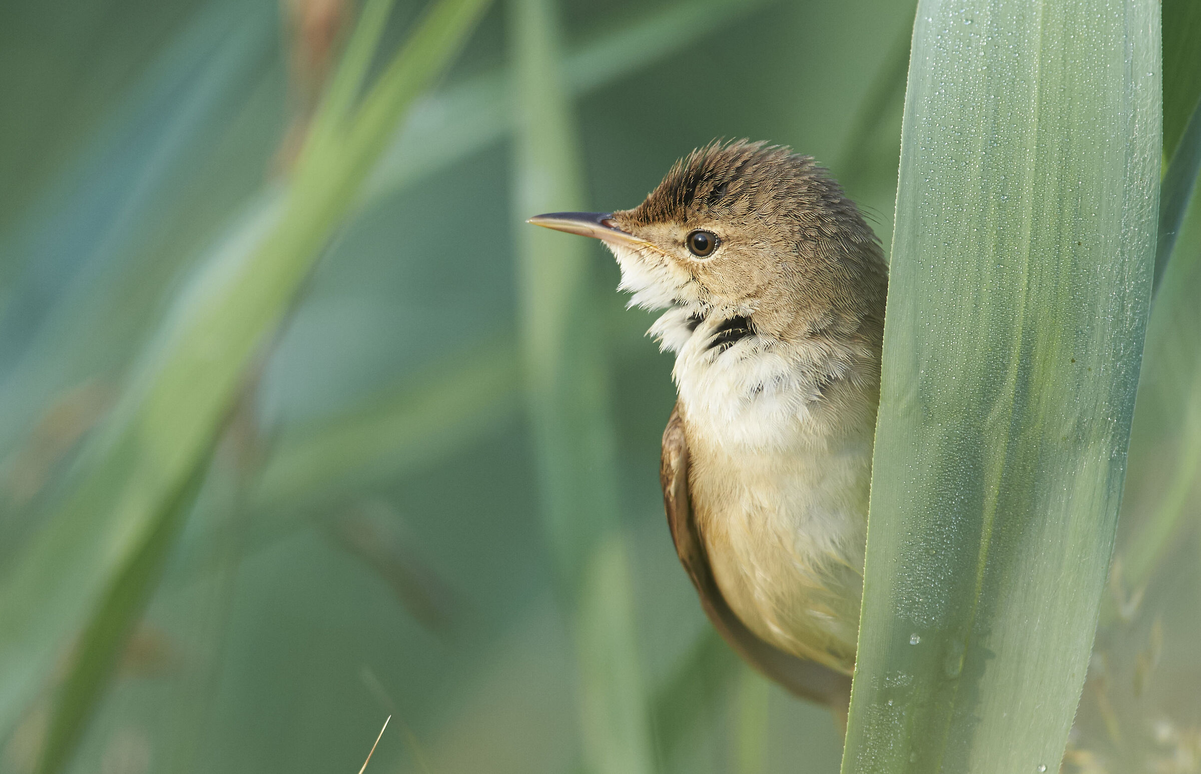Reed Warbler