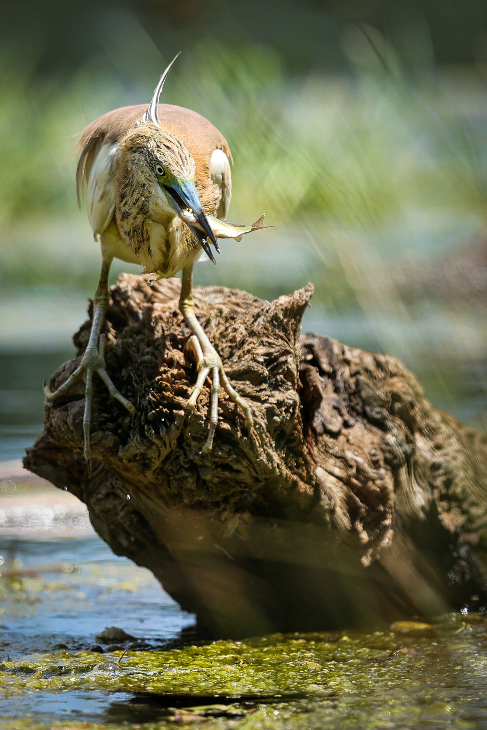 Sgarzetta tuft (Ardeola ralloides) with prey.