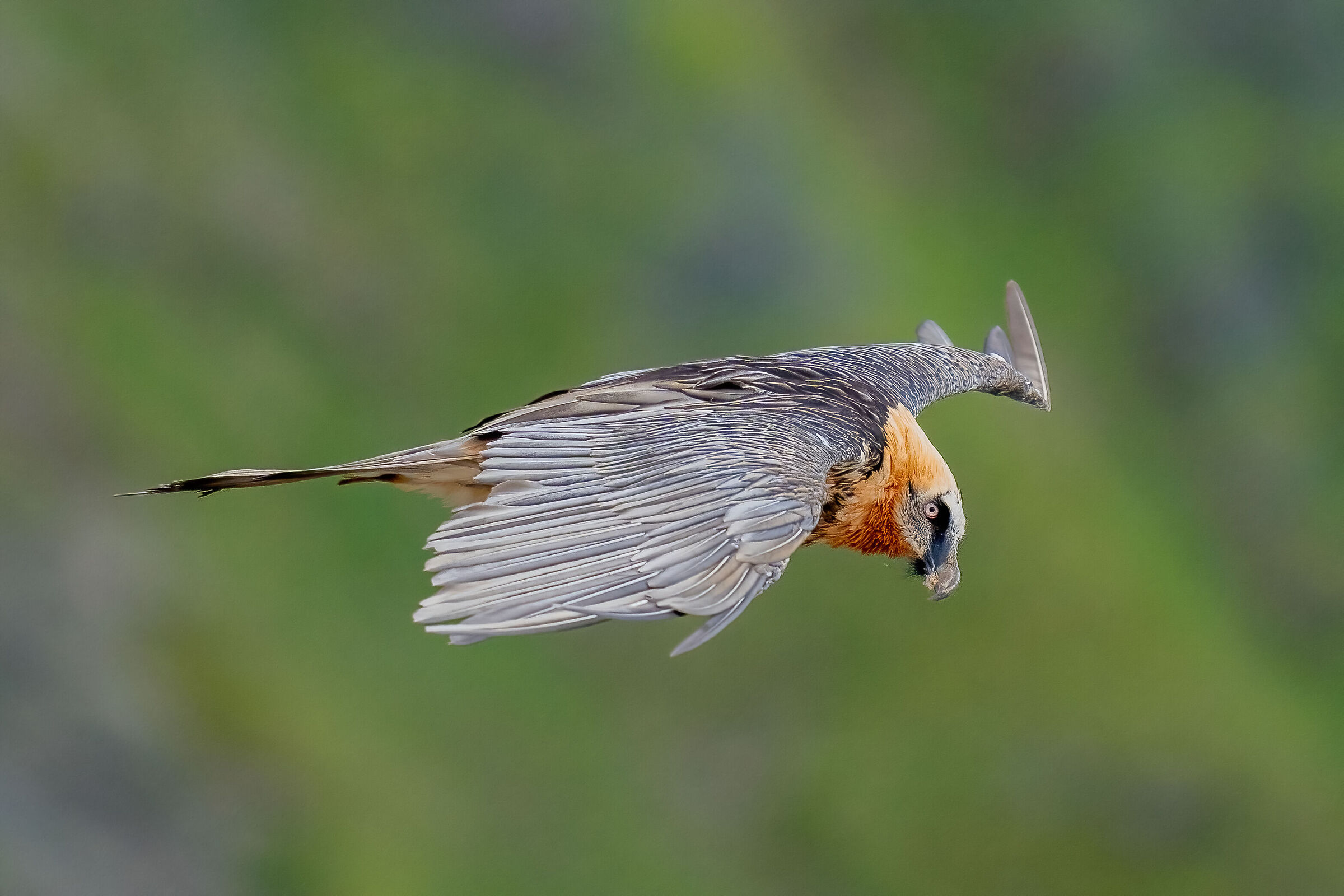 The gaze of the bearded vulture