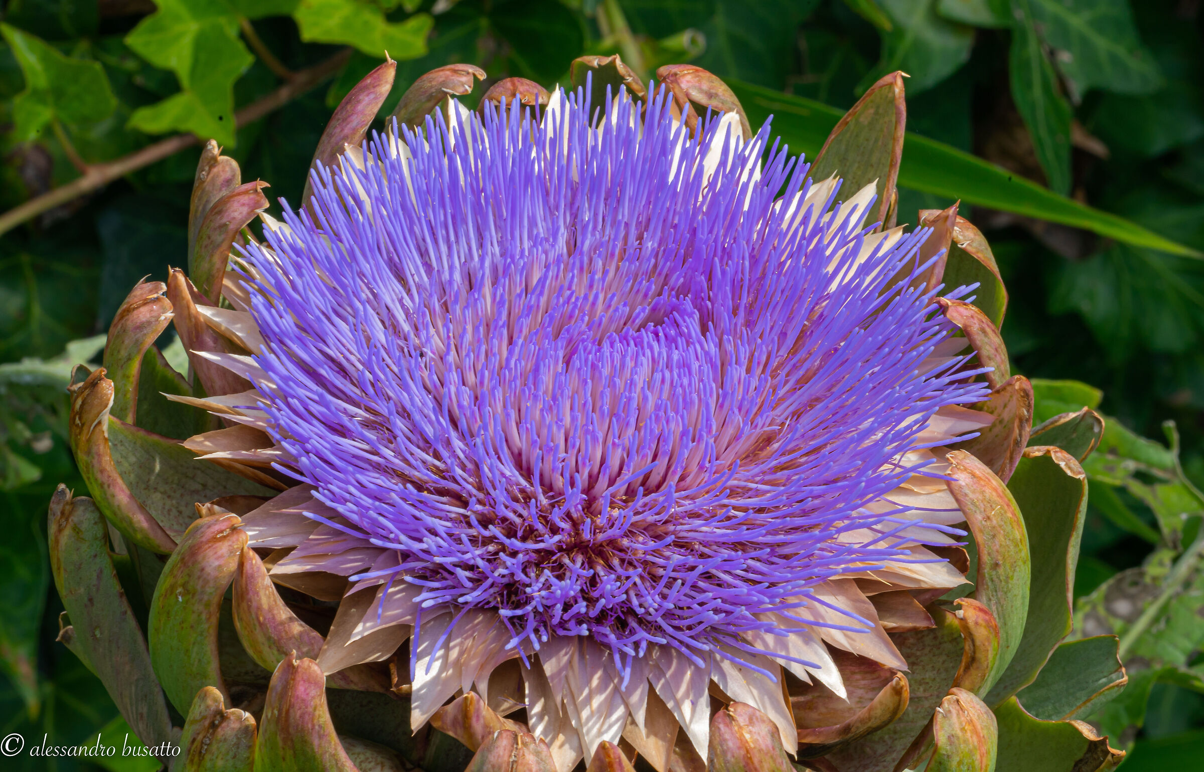 Artichoke flower