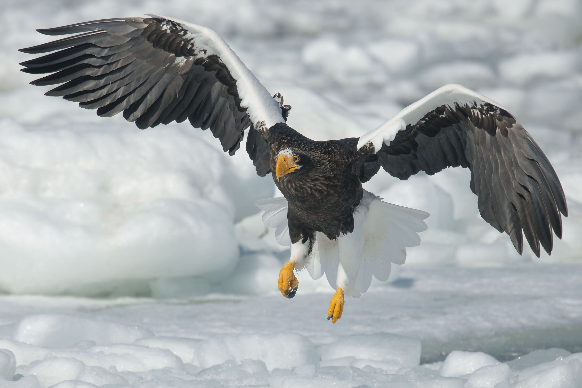 Aquila di mare di Steller